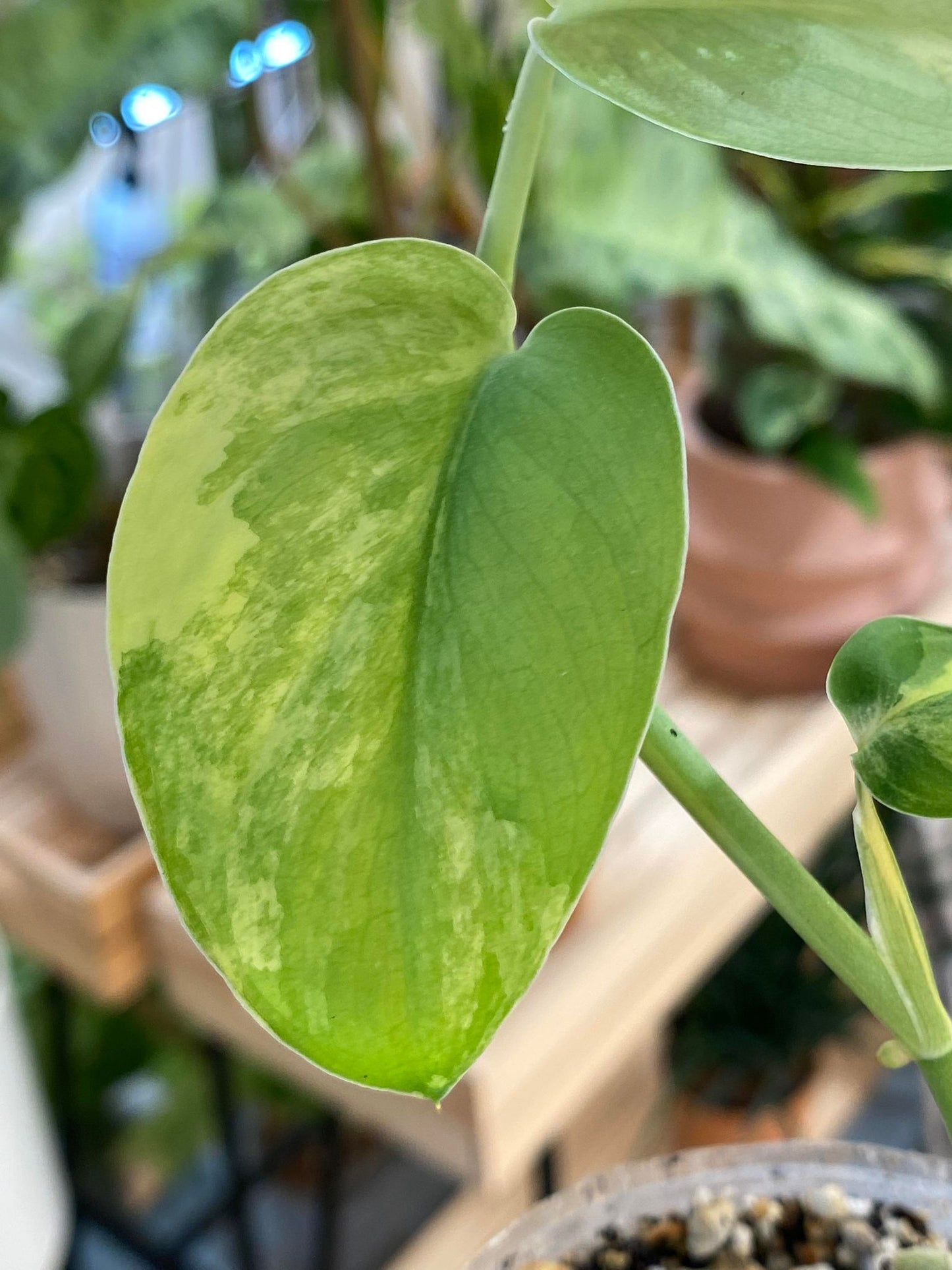 Scindapsus Jade Satin variegated 2 leaves 2 sprouts fully rooted