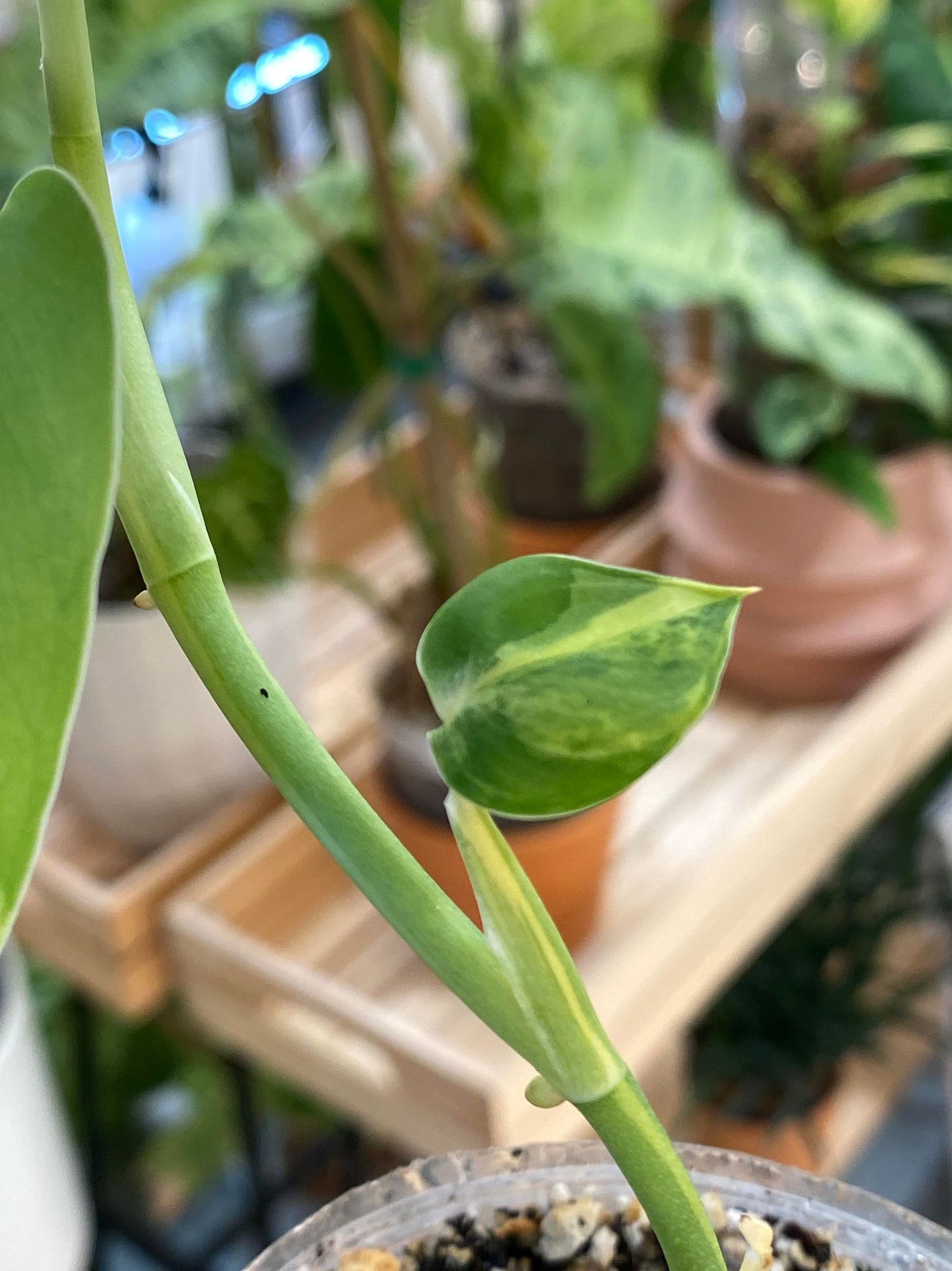 Scindapsus Jade Satin variegated 2 leaves 2 sprouts fully rooted