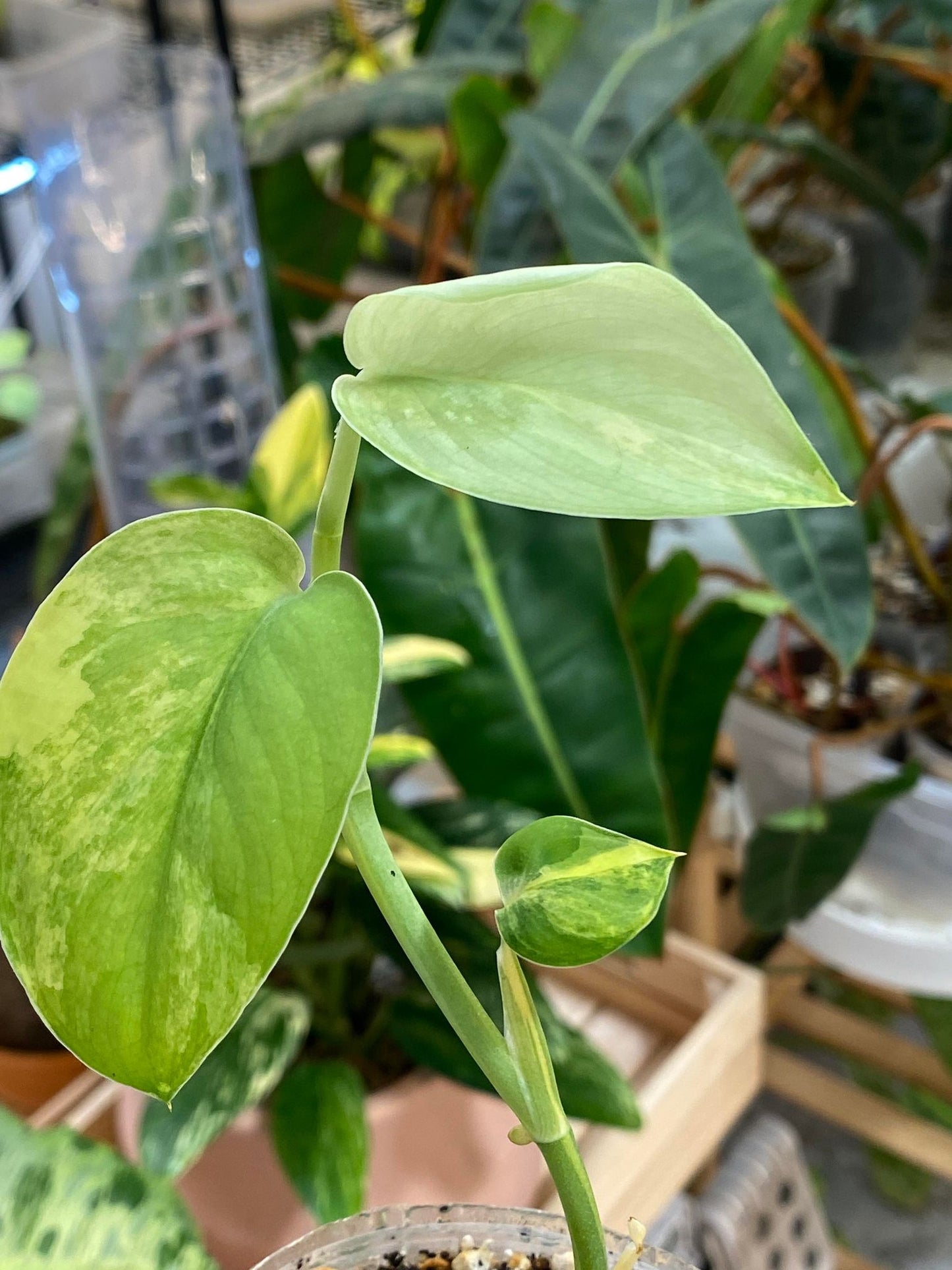 Scindapsus Jade Satin variegated 2 leaves 2 sprouts fully rooted