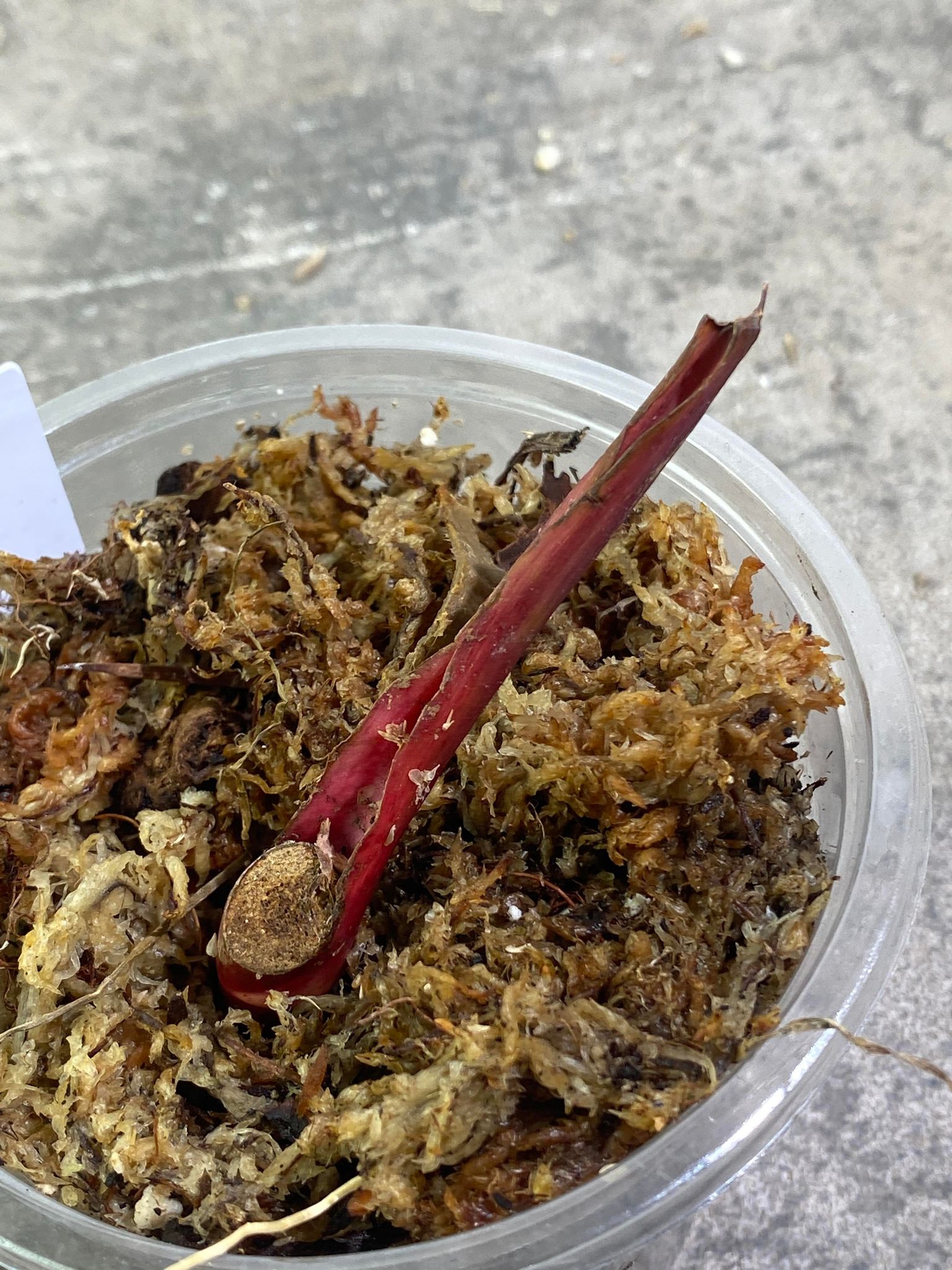 Private Sale: Philodendron Strawberry Shake rooted node