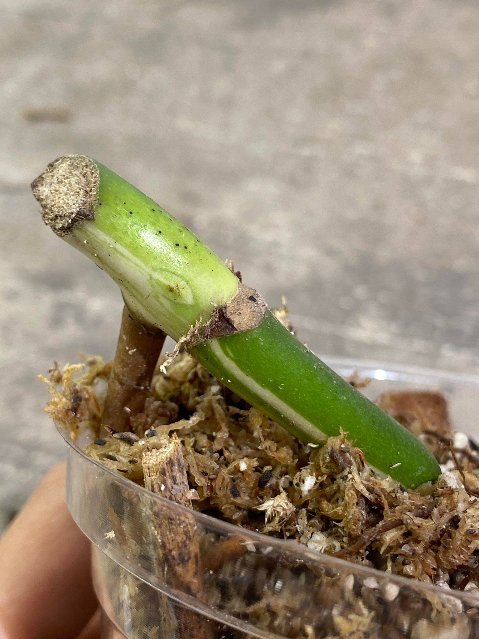 Private Sale: Monstera Albo Variegated node