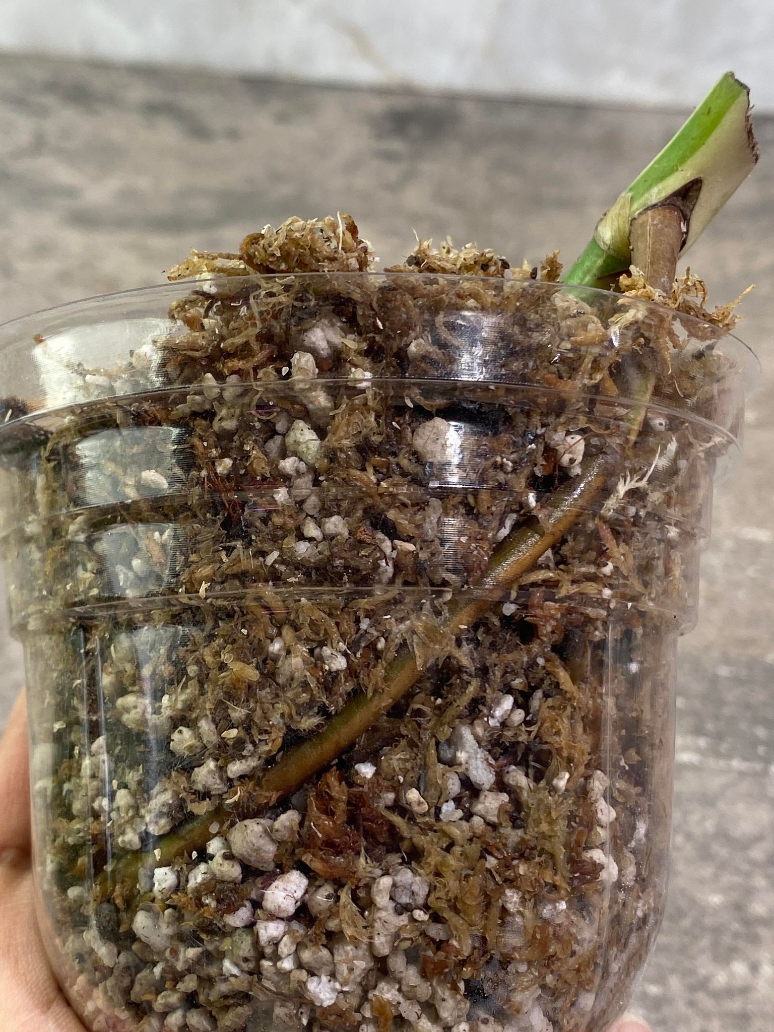 Private Sale: Monstera Albo Variegated node