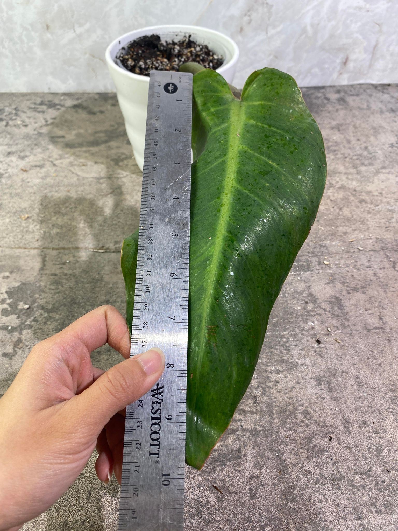 Private Sale: Philodendron Orange Mamalade 1 leaf double node rooted