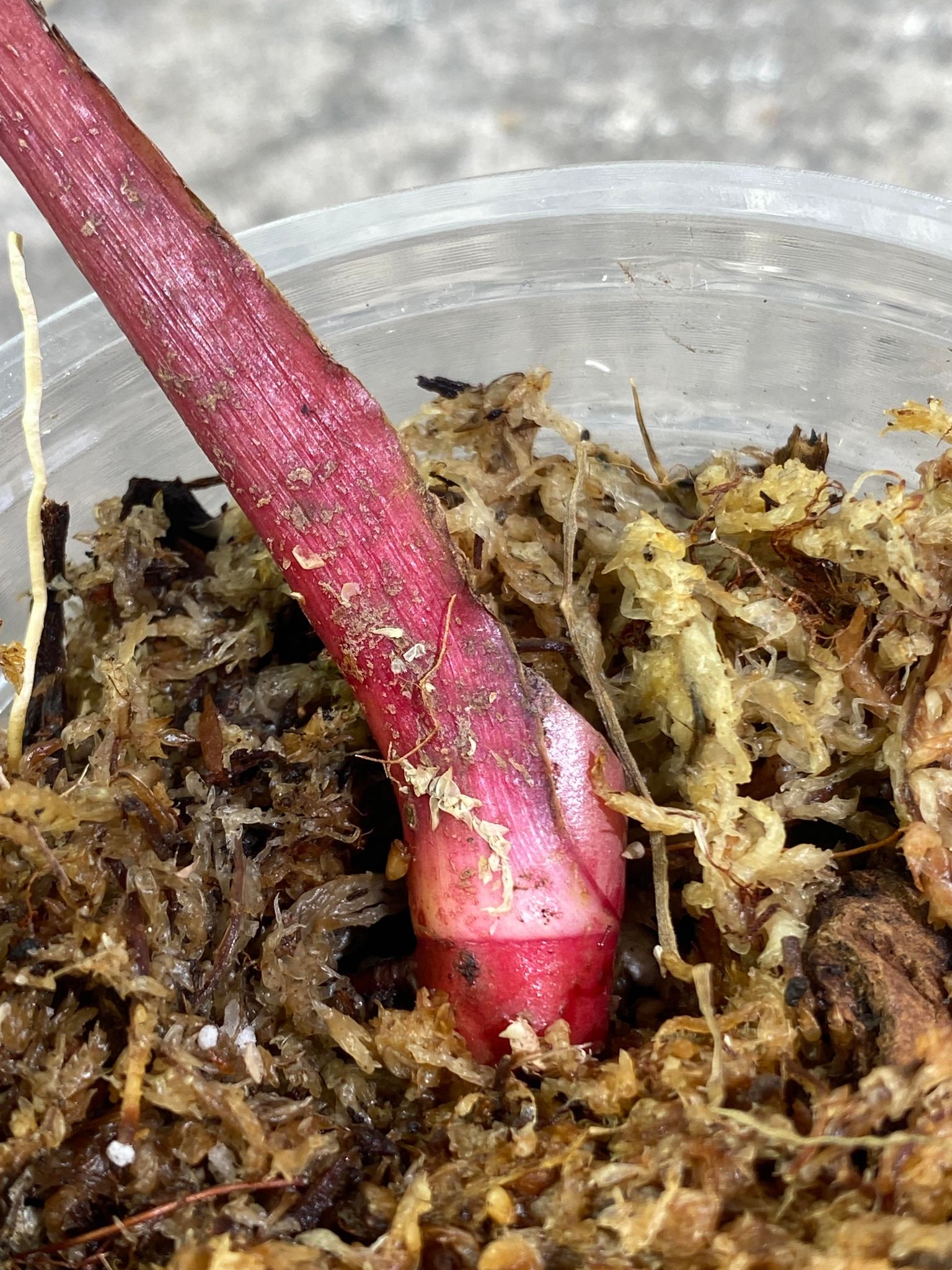 Private Sale: Philodendron Strawberry Shake rooted node