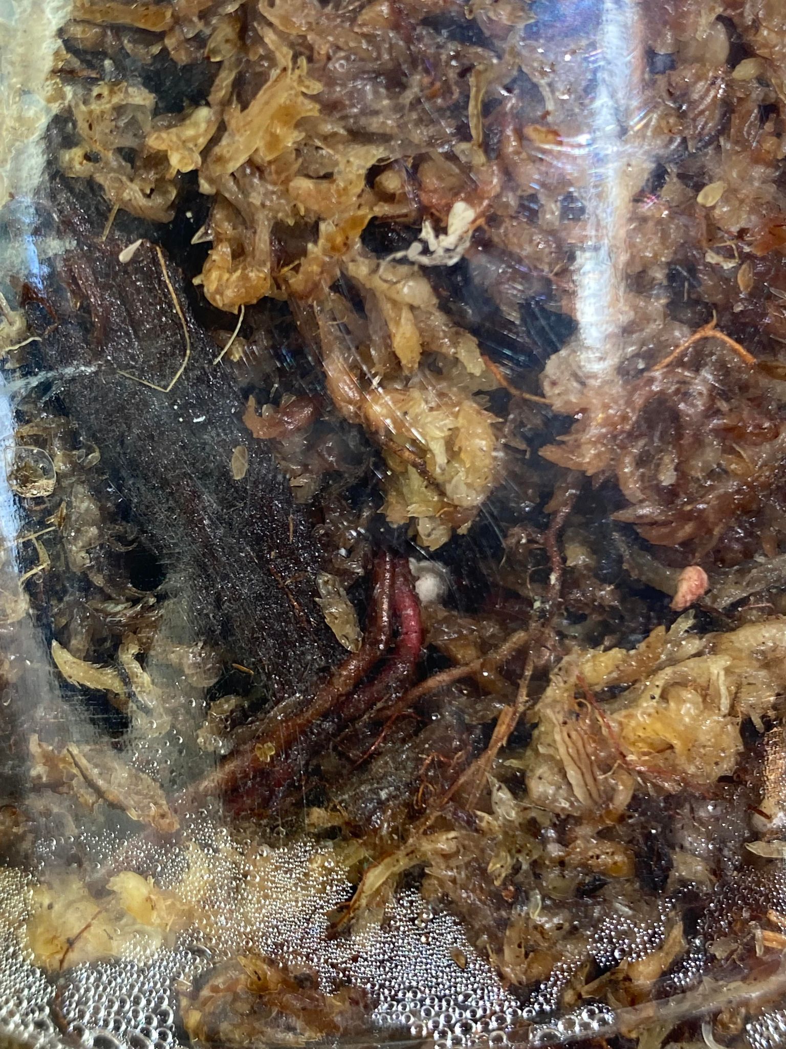 Private Sale: Philodendron Strawberry Shake rooted node