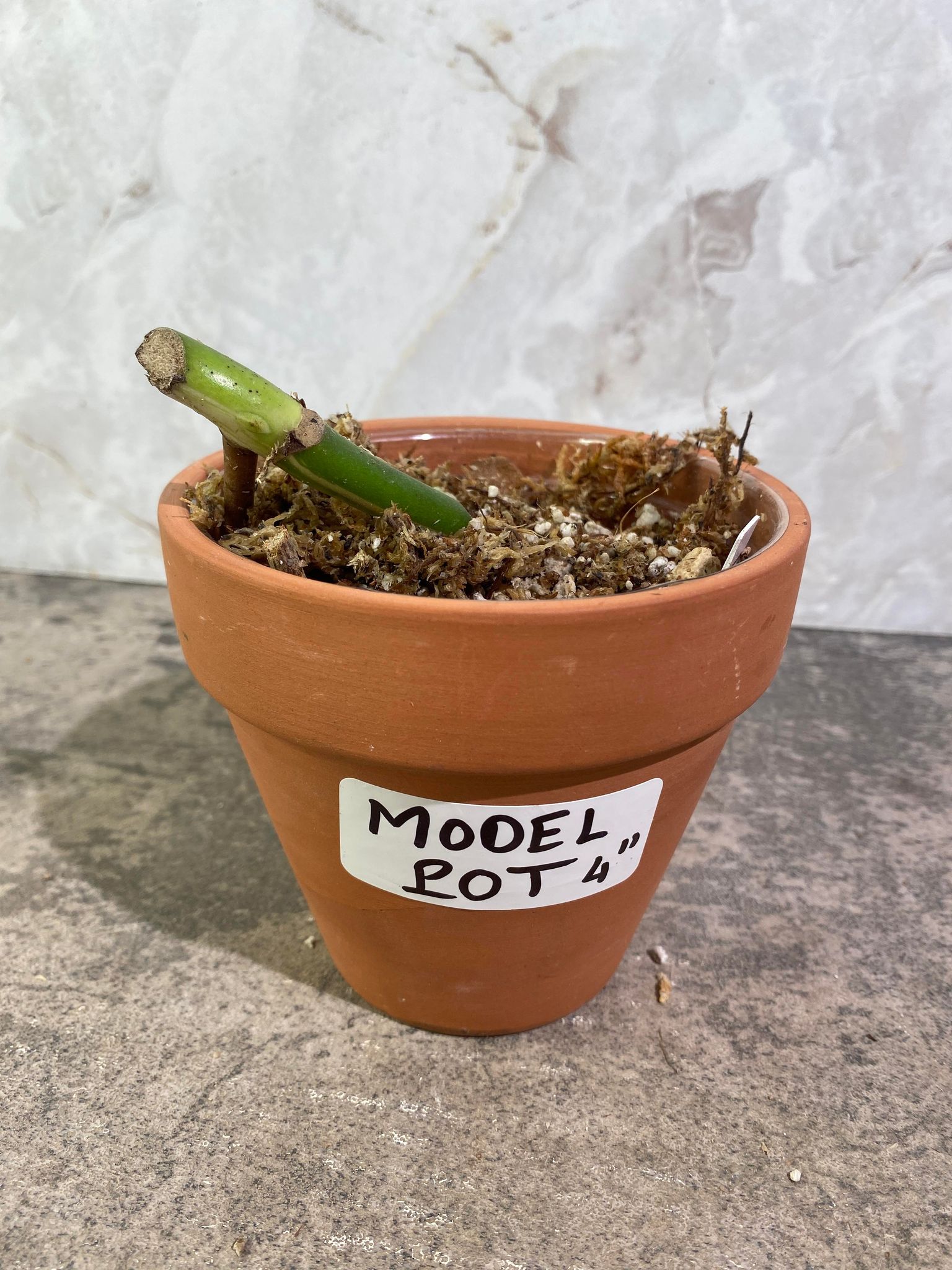 Private Sale: Monstera Albo Variegated node