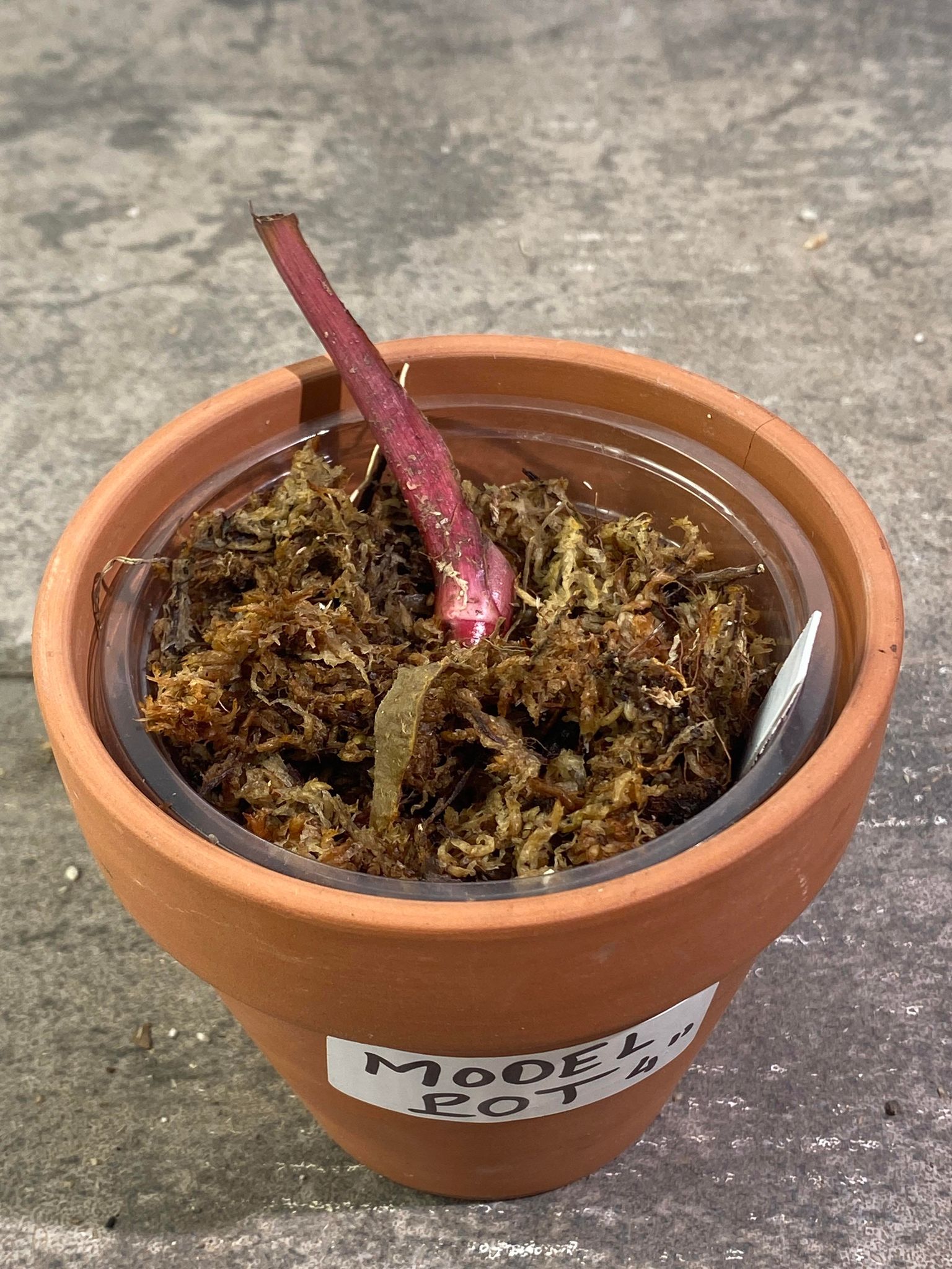 Private Sale: Philodendron Strawberry Shake rooted node