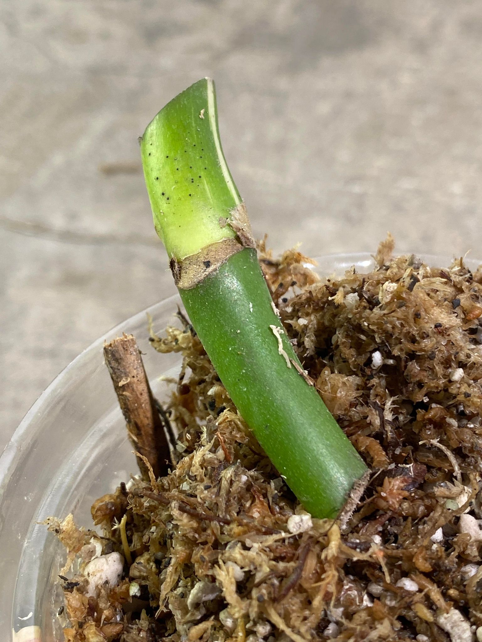 Private Sale: Monstera Albo Variegated node