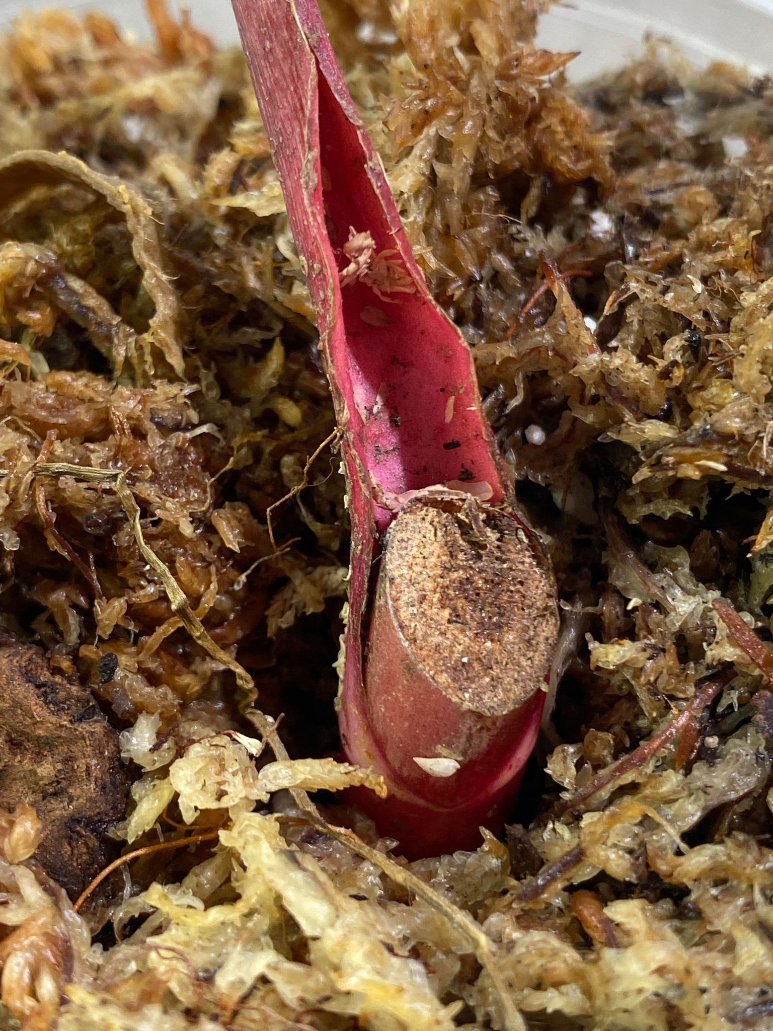 Private Sale: Philodendron Strawberry Shake rooted node
