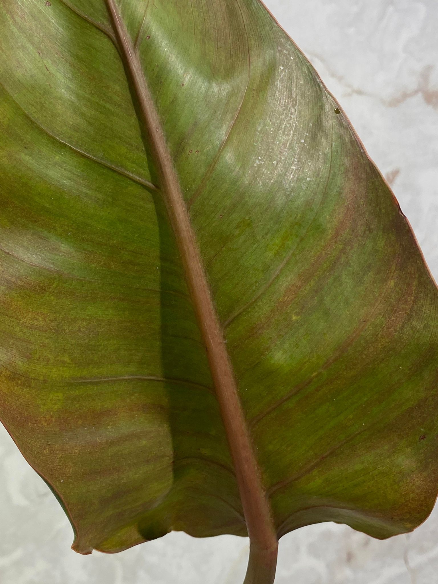 Private Sale: Philodendron Orange Mamalade 1 leaf double node rooted