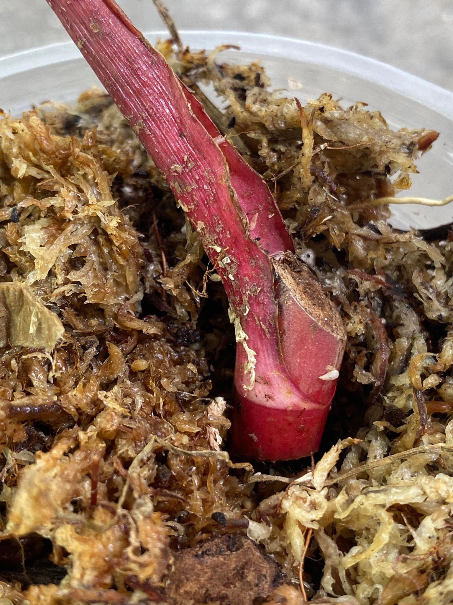 Private Sale: Philodendron Strawberry Shake rooted node