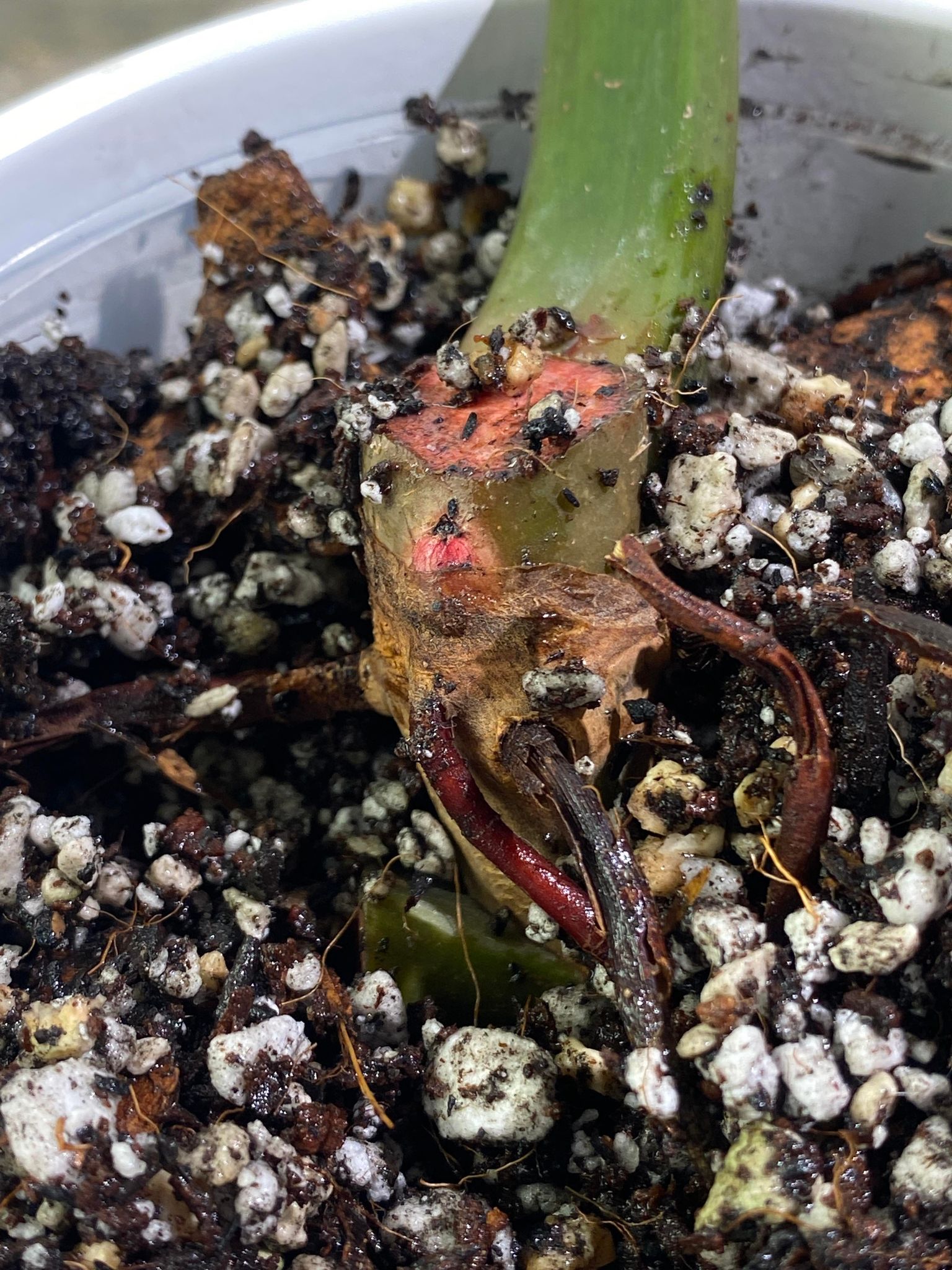 Private Sale: Philodendron Orange Mamalade 1 leaf double node rooted