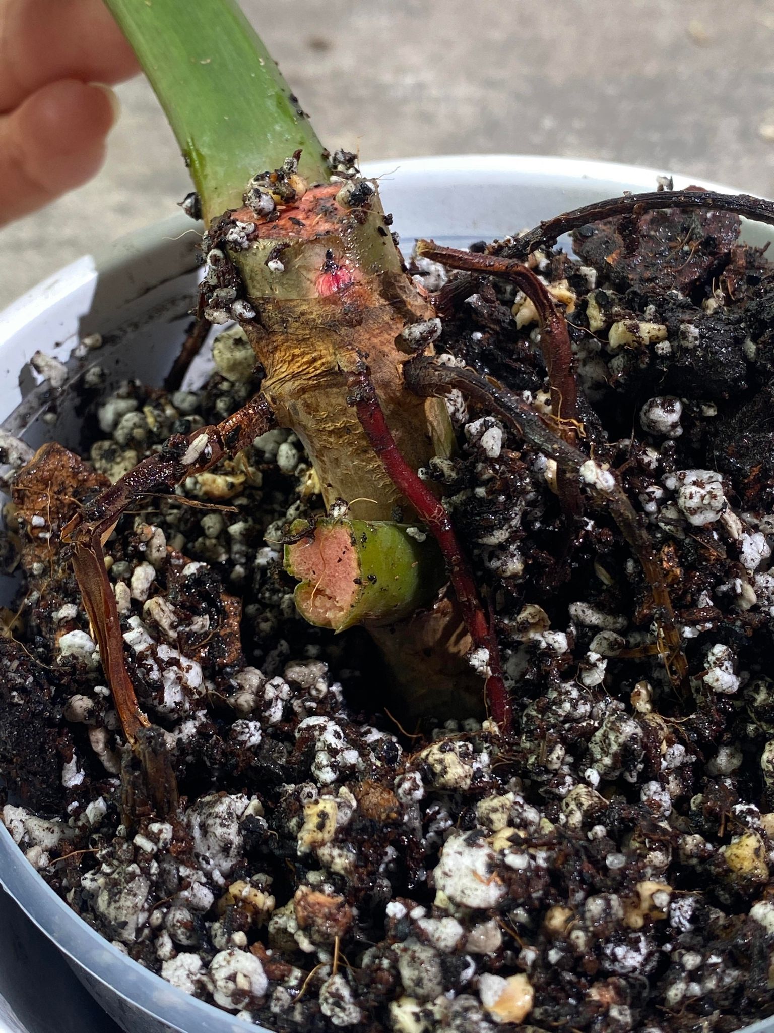 Private Sale: Philodendron Orange Mamalade 1 leaf double node rooted