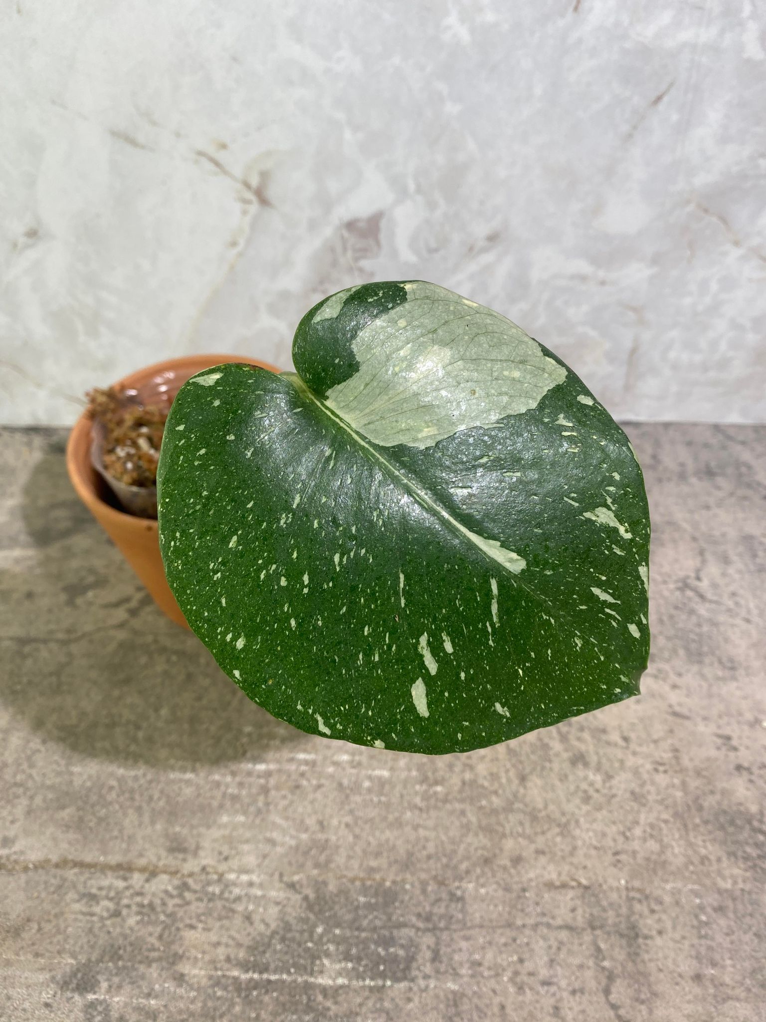 Private Sale: MOnstera Thai Constellation 1 leaf slightly rooted