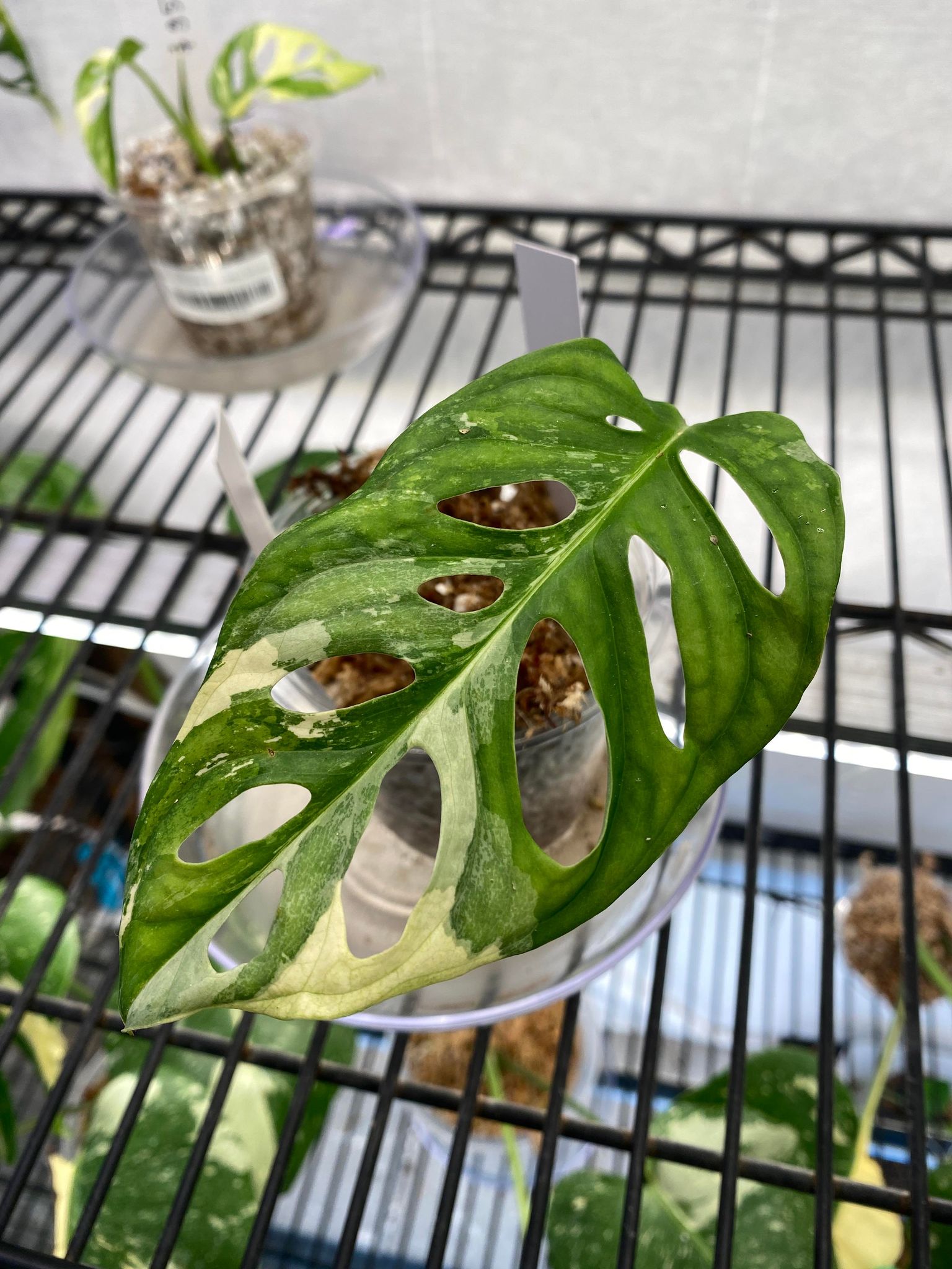 Private Sale: Monstera Adansonii Albo Tricolor