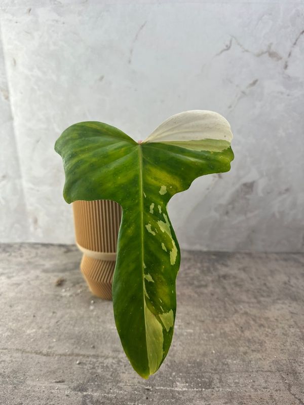 PRIVATE SALE: Philodendron Golden Dragon variegated