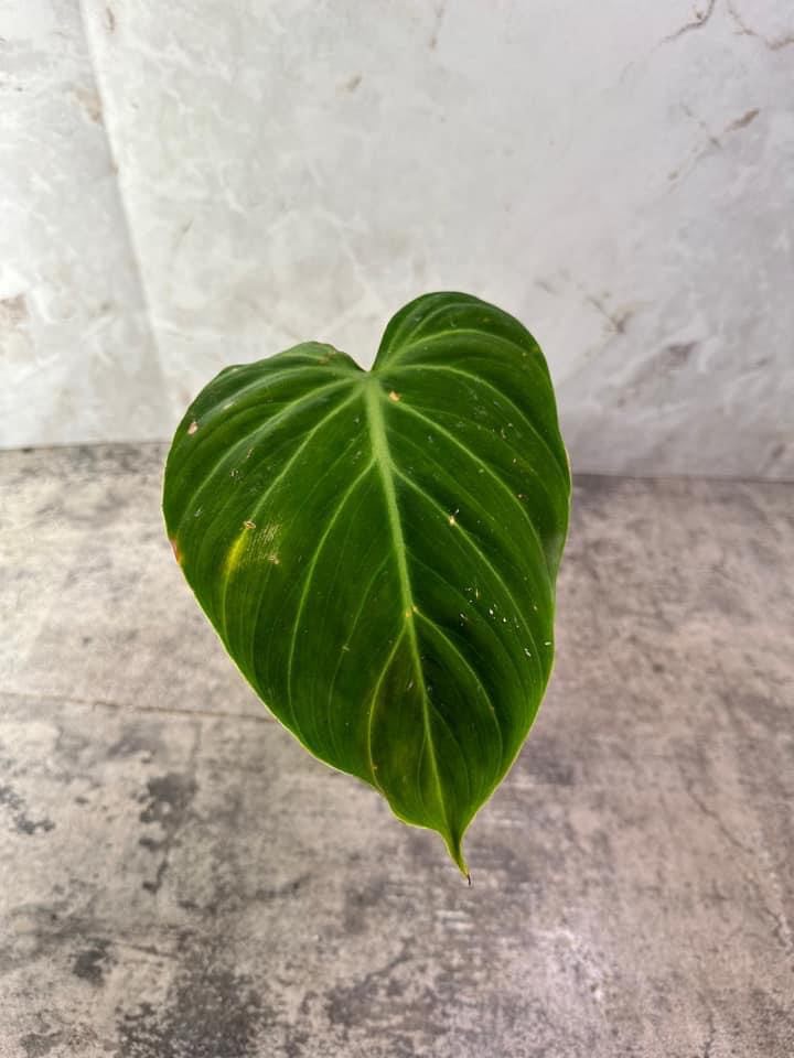 Private sale: PHILODENDRON El Choco Red