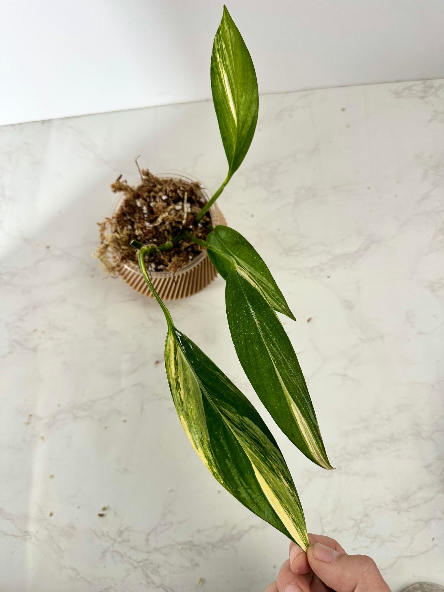 Private Sale: Epipremnum Amplissimum Variegated