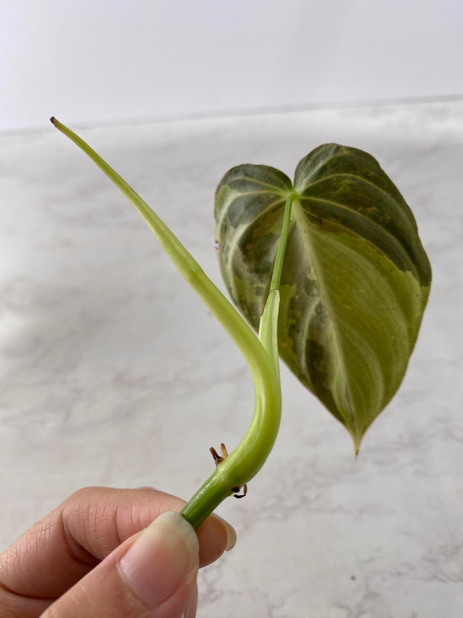 Philodendron Melanochrysum Variegated 1 leaf Top Cutting