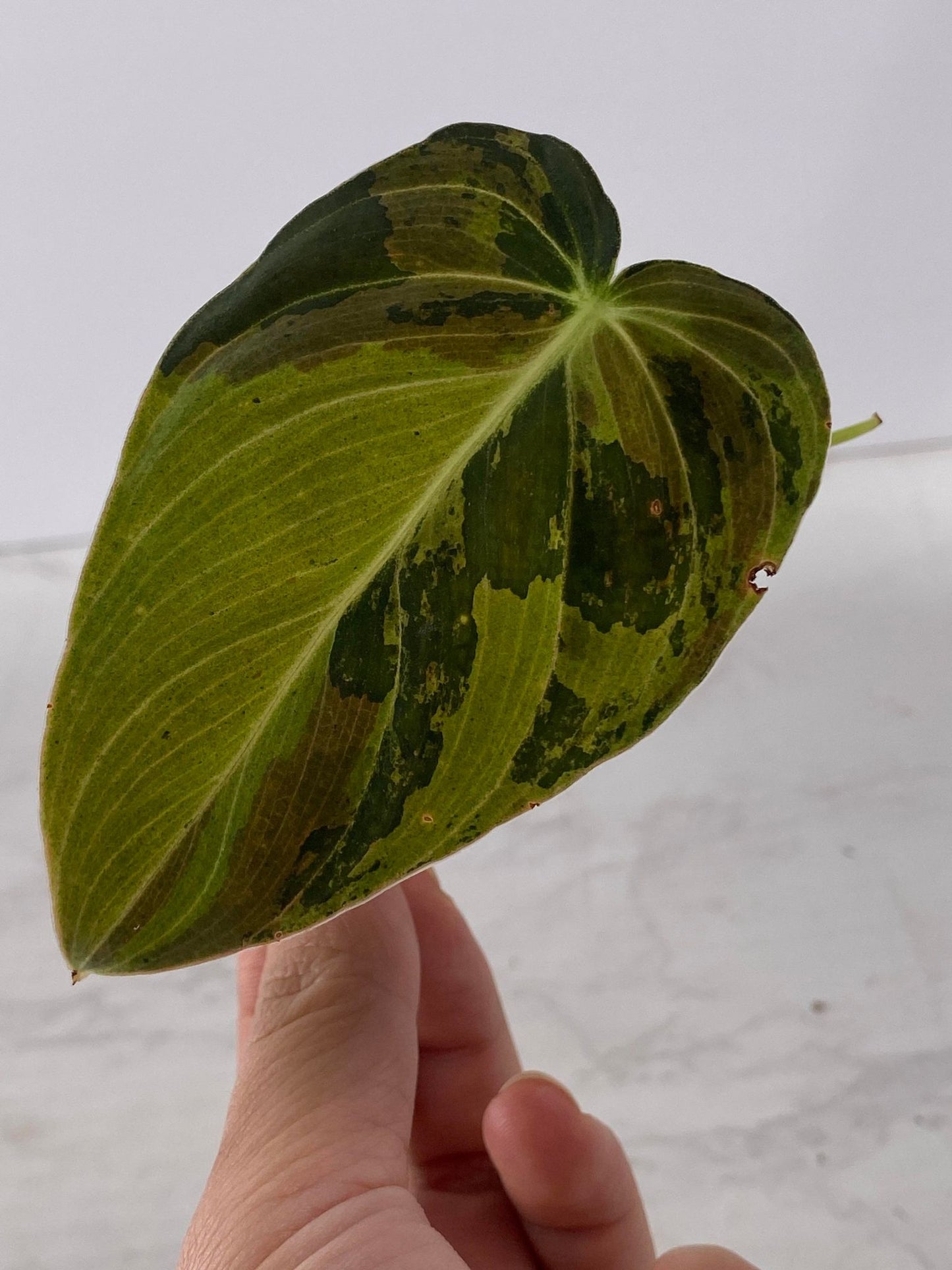 Philodendron Melanochrysum Variegated 1 leaf Top Cutting