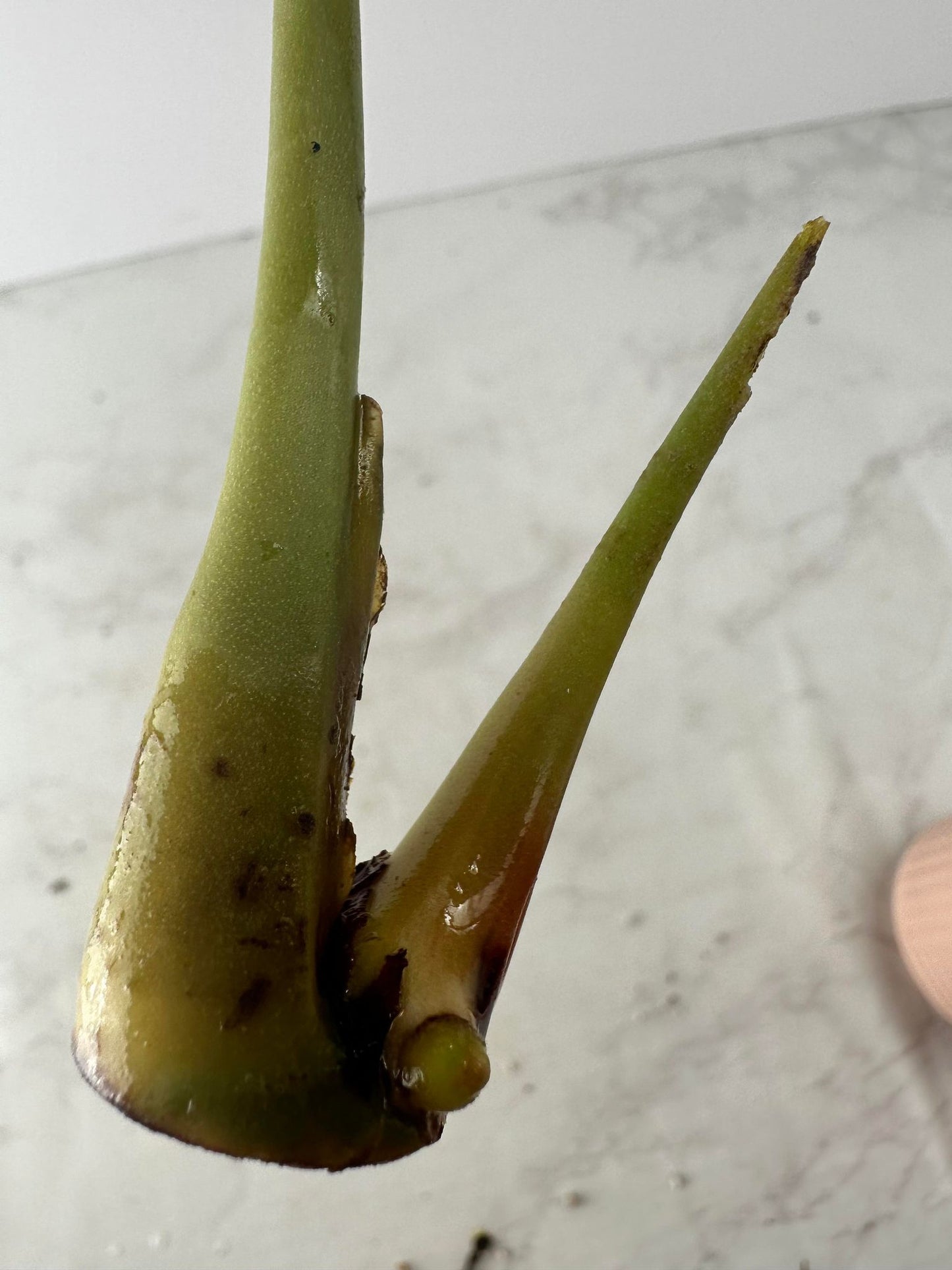 Anthurium Clarinervium x Pedatoradiatum  Rooting sprout