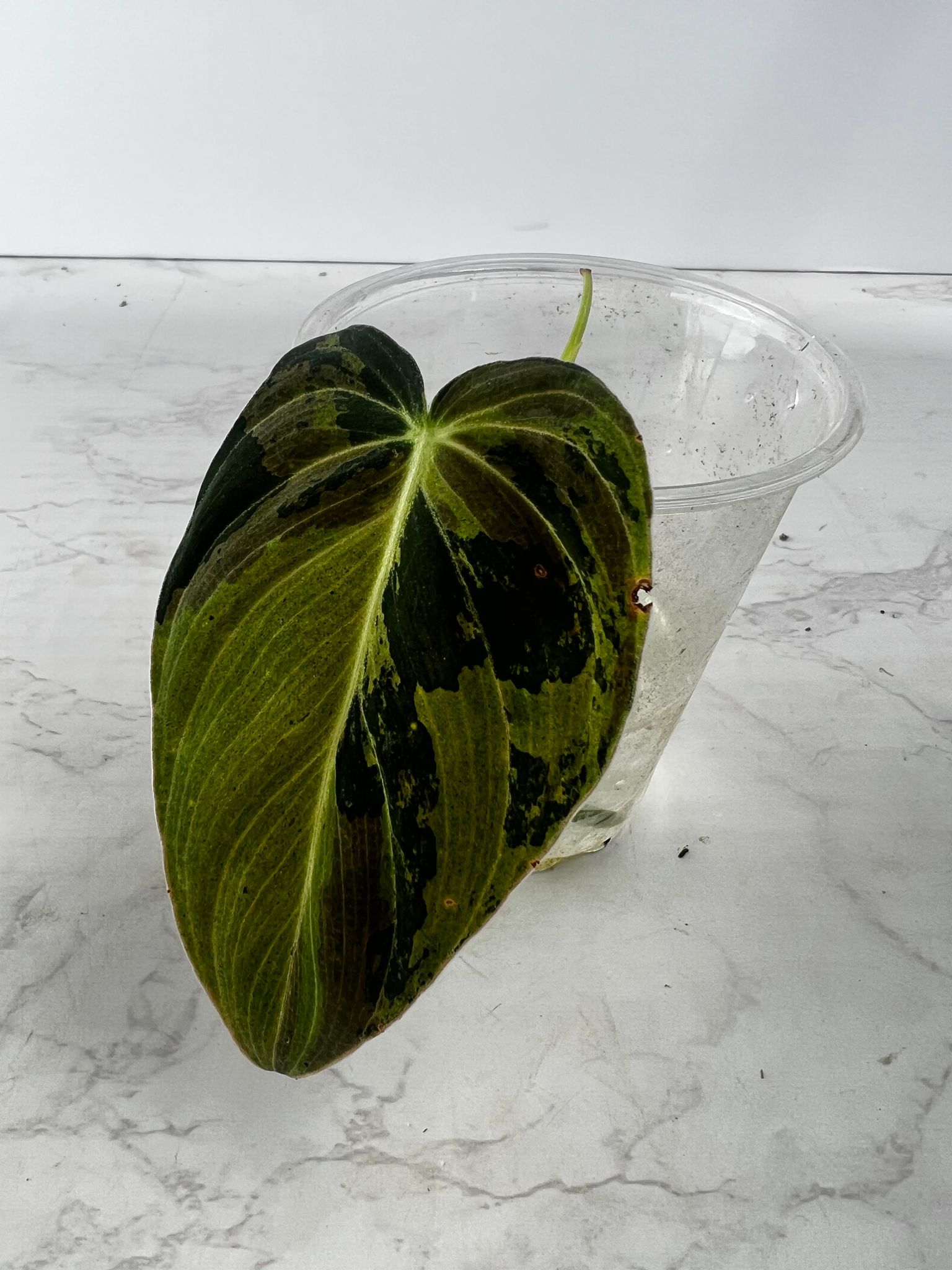 Philodendron Melanochrysum Variegated 1 leaf Top Cutting