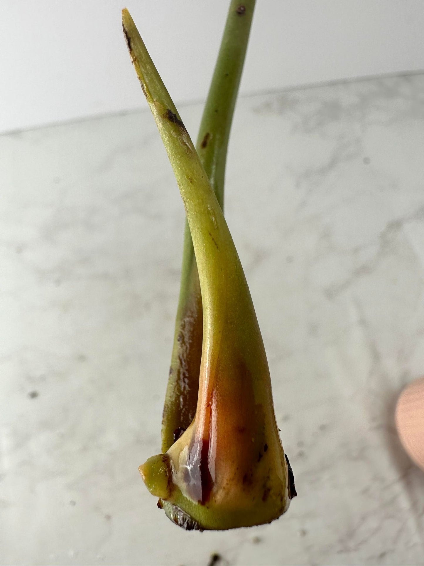 Anthurium Clarinervium x Pedatoradiatum  Rooting sprout