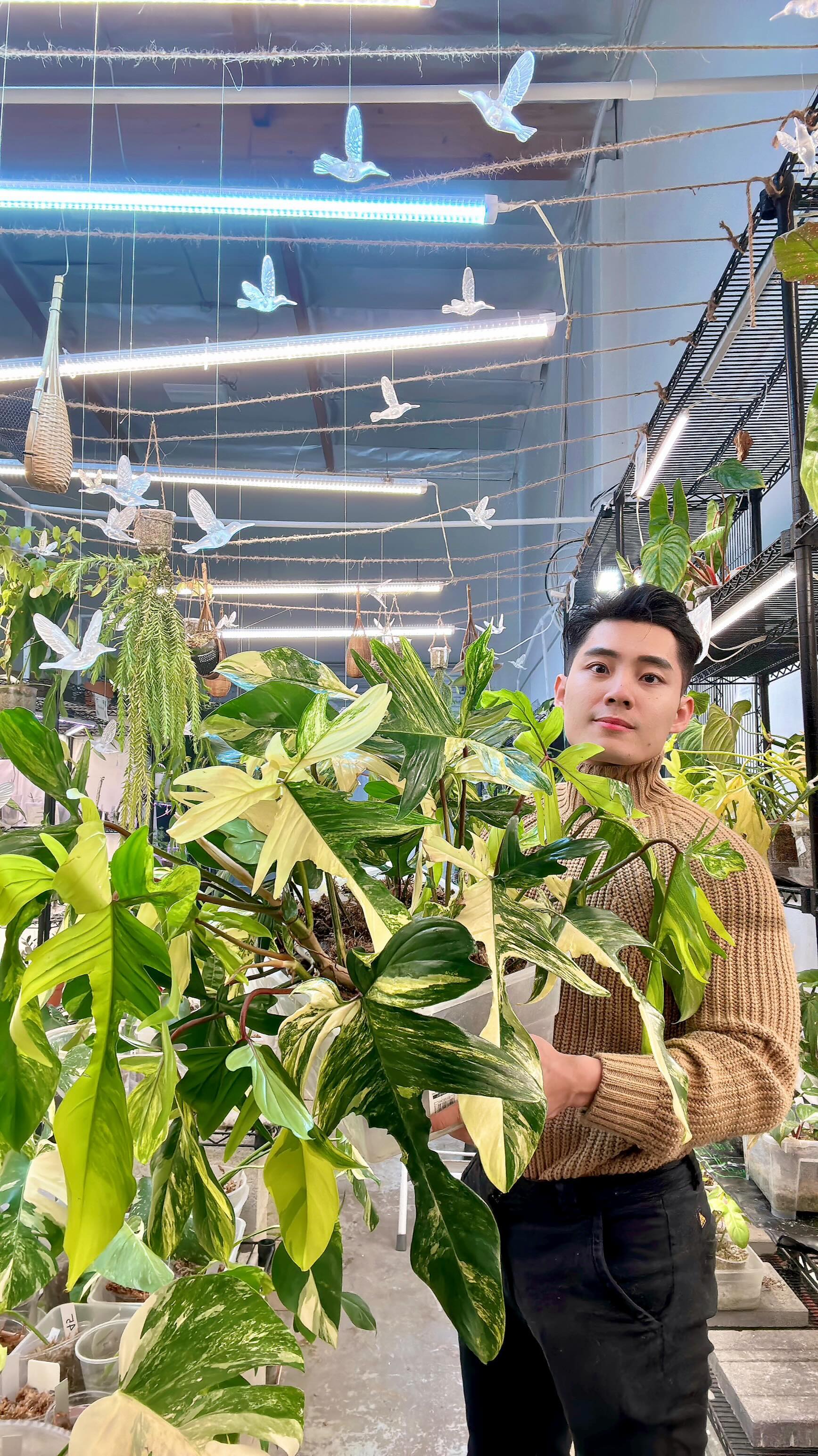 Philodendron Florida Beauty  Rooting 1 leaf double node