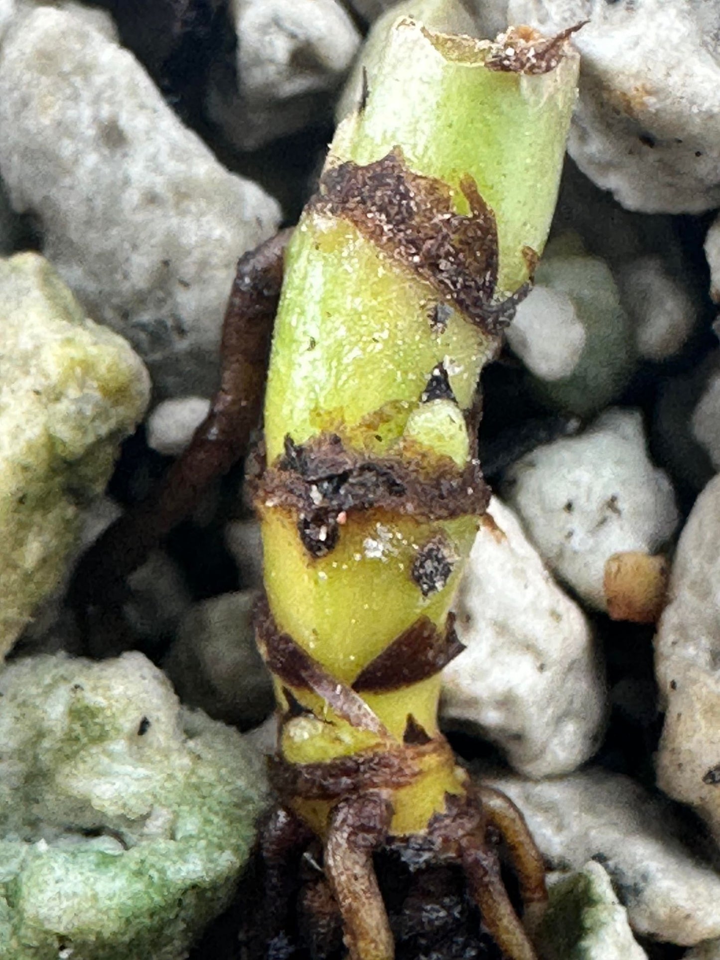 Philodendron Melanochrysum  variegated  nodes