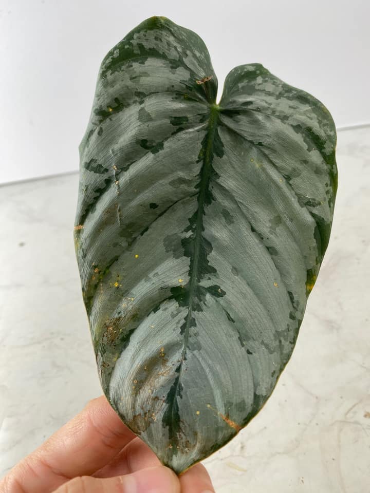 Philodendron  Brandtianum wild form