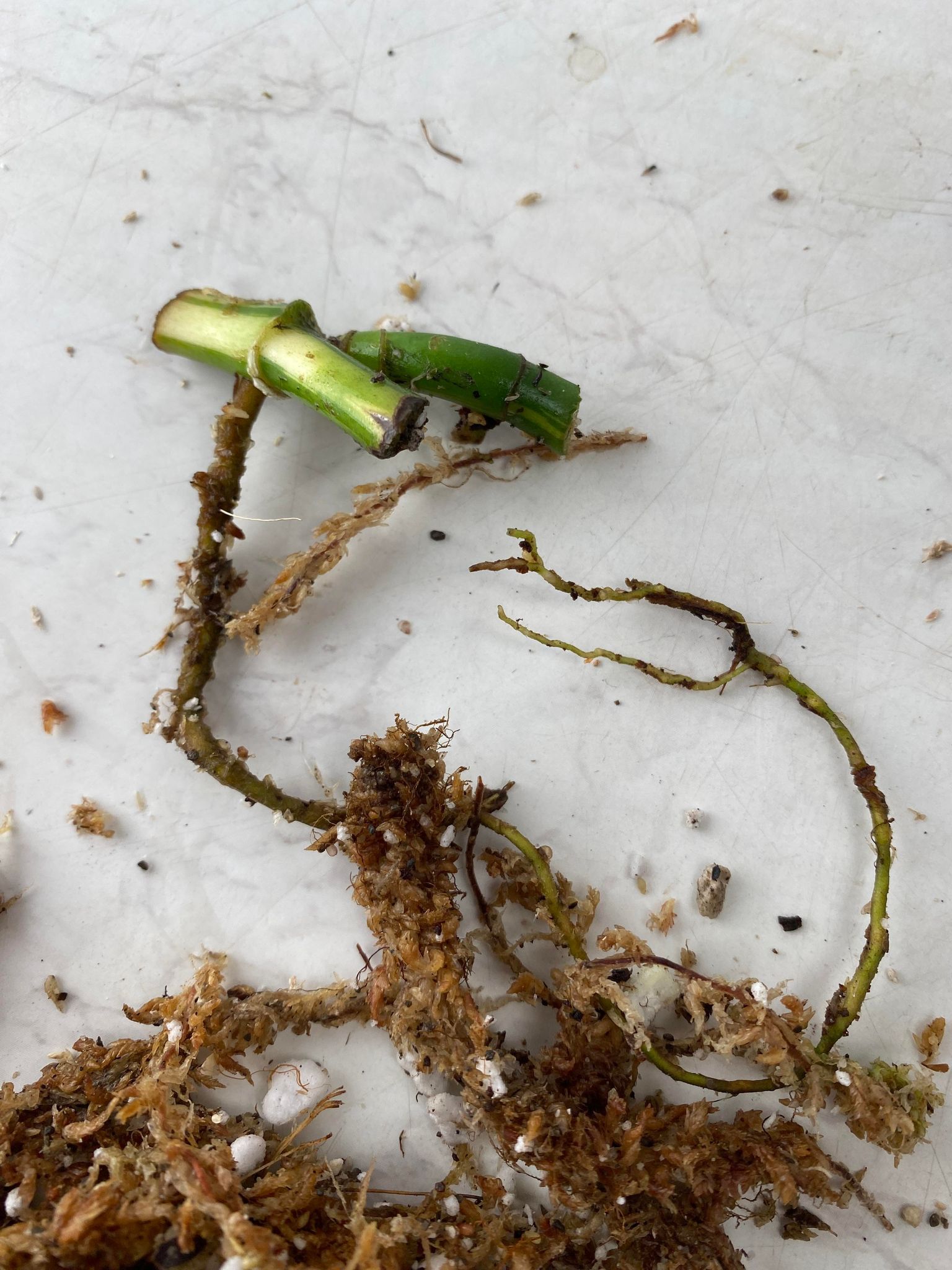 rhaphidophora tetrasperma variegated node