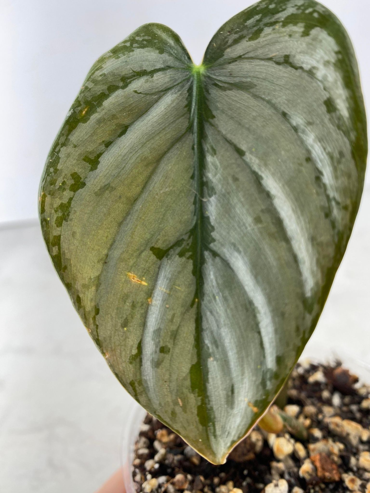 Philodendron  brandtianum wild form