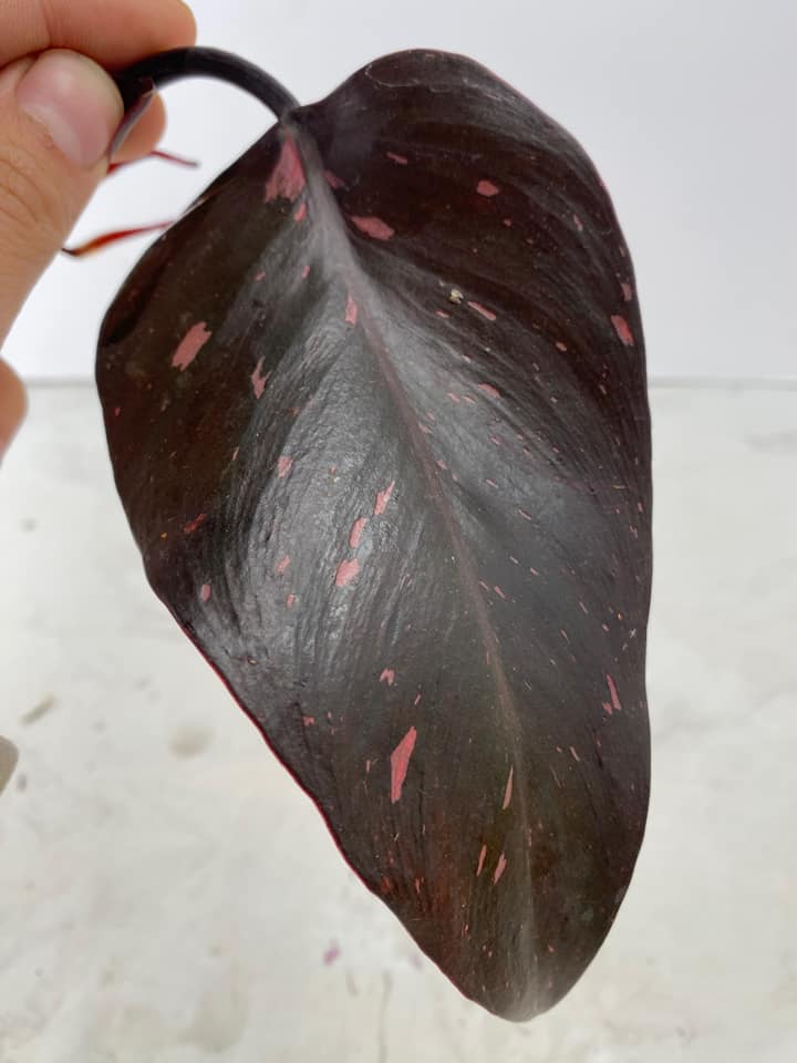 Black cherry rooting 1 leaf