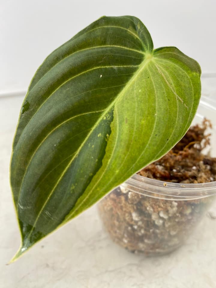 Philodendron Melanochrysum  variegated  1 leaf Rooting