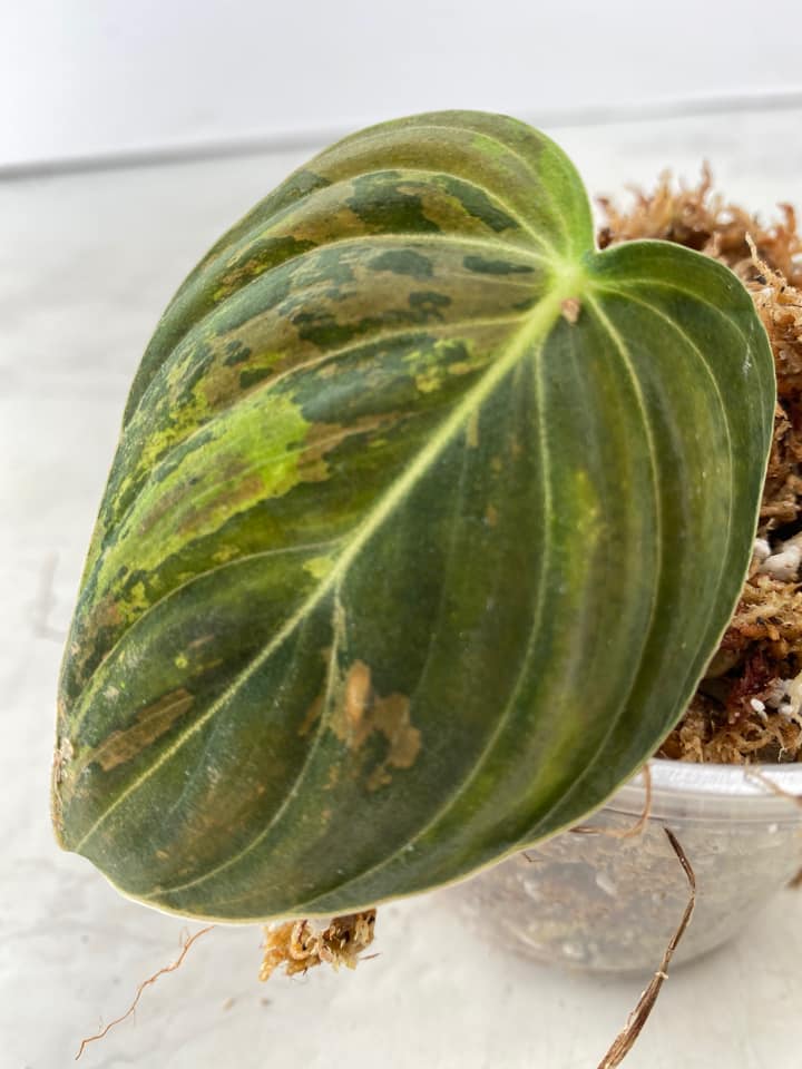 Philodendron Melanochrysum  variegated  1 leaf Rooting