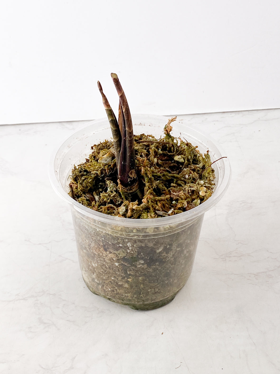 Cyrtosperma Hamalii sprout