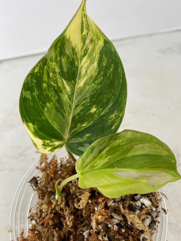 Philodendron  micans aurea variegated  Slightly Rooted Top Cutting 2 leaves 1 sprout