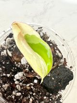 Philodendron Snowdrifts variegated rooted 1 leaf