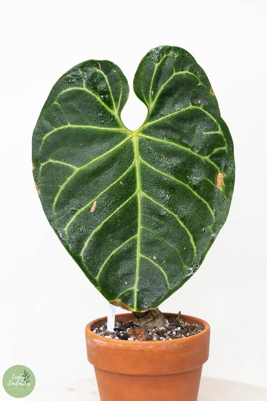 Anthurium Regale big chonk with 1 sprout