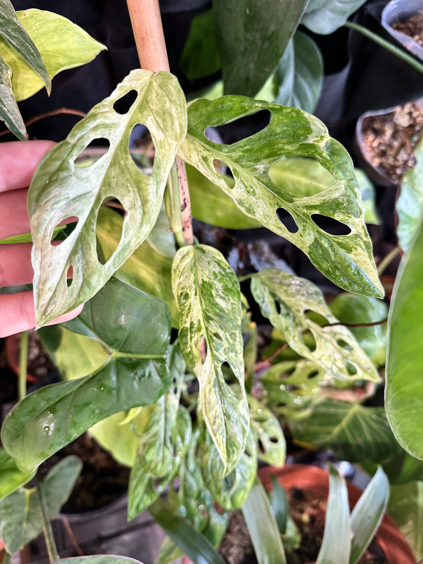 Monstera Adansonii Mint 1 leaf rooted