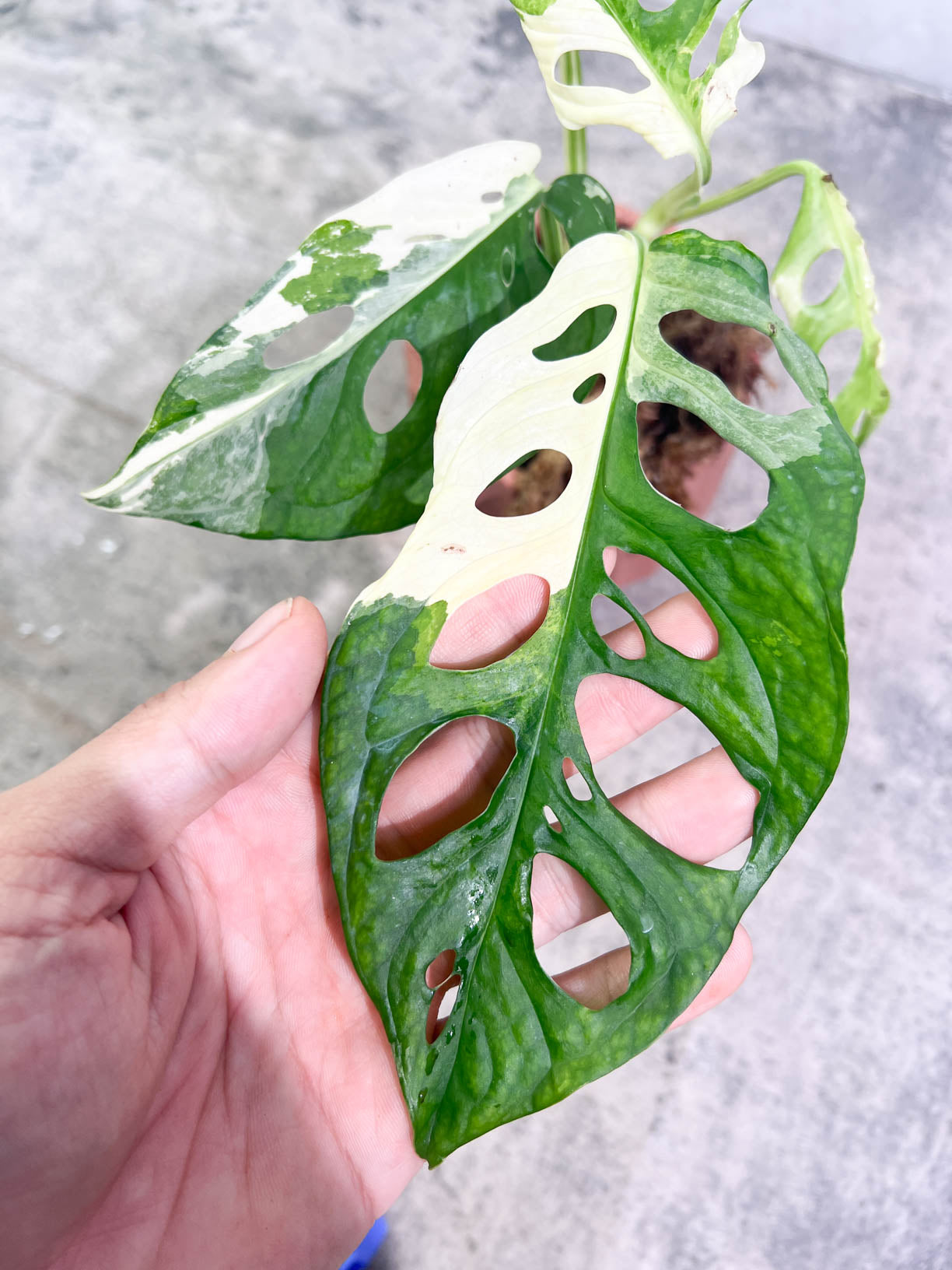 Monstera Adansonii Tricolor Slightly Rooted sprout