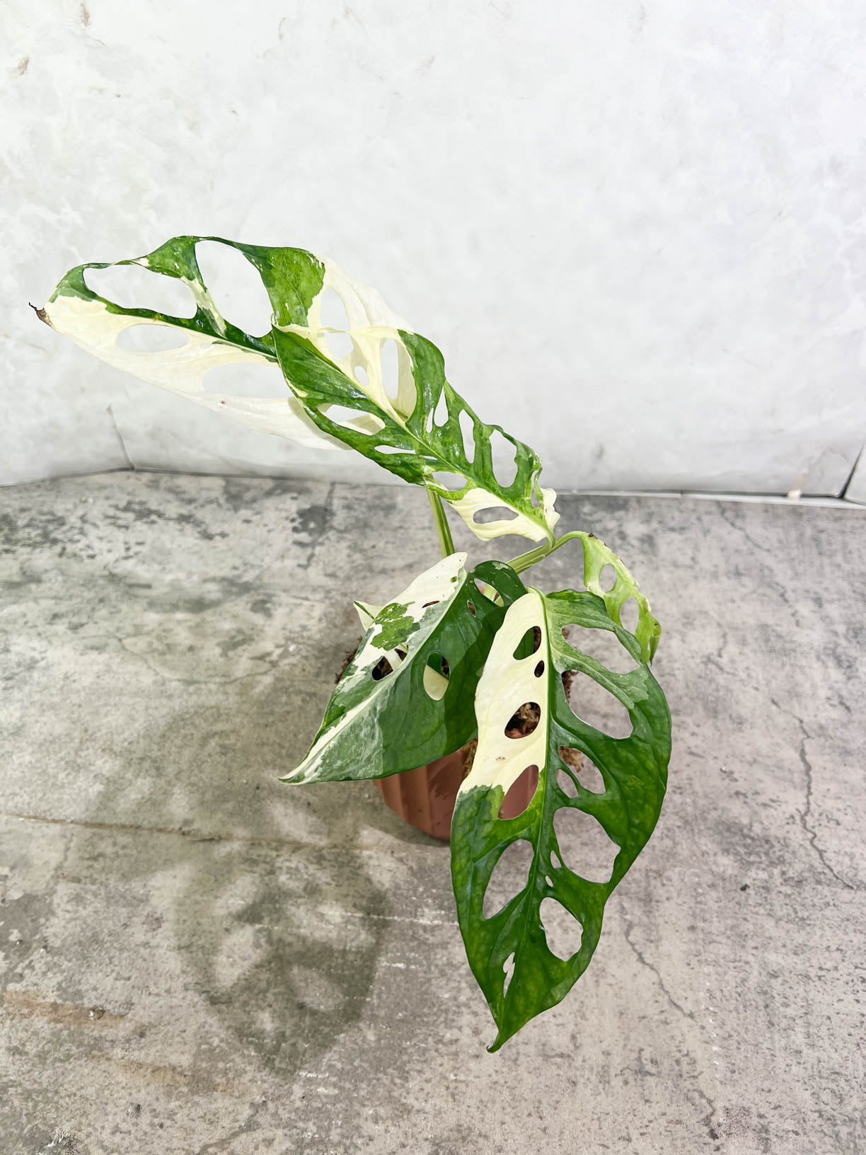 Monstera Adansonii Albo Tricolor Rooted double node
