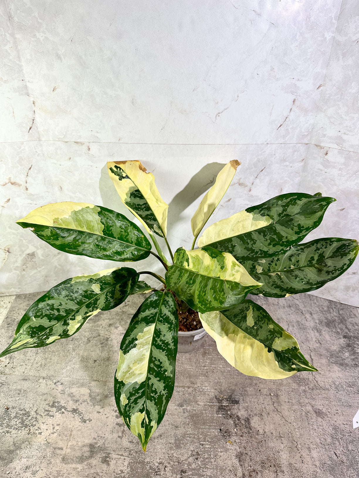 Aglaonema commutatum variegated (Manila Pride) Rooted sprout