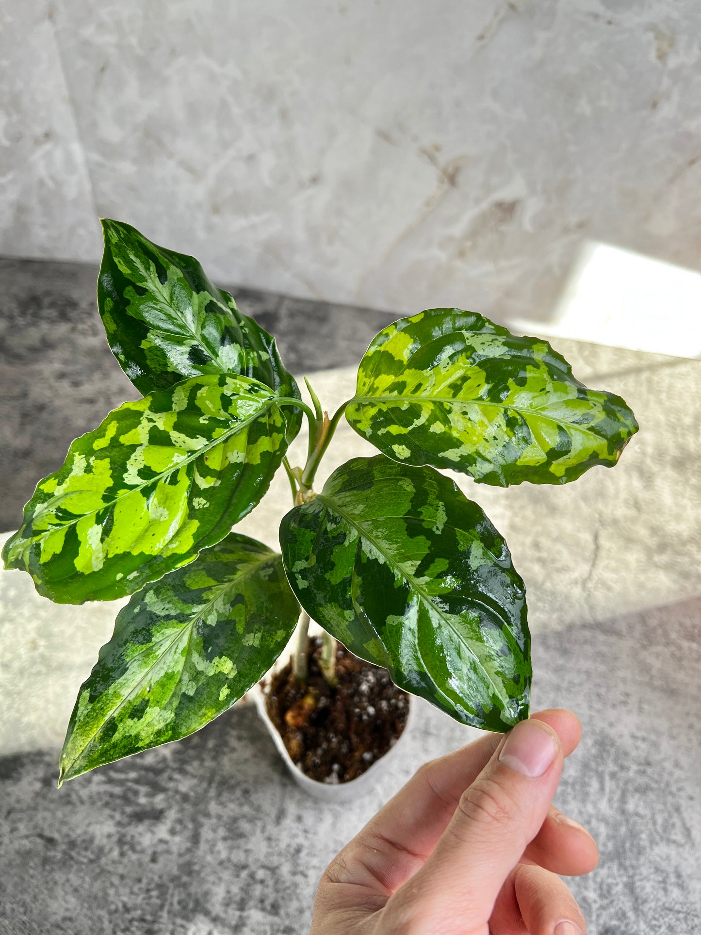Aglaonema Pictum Tricolor Slightly Rooted 2 sprouts