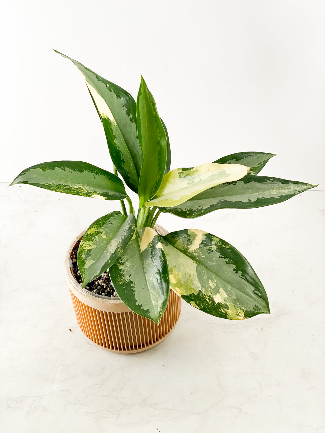 Aglaonema Suvarnabhumi variegated (Vairegated Airport) 1 leaf Rooted