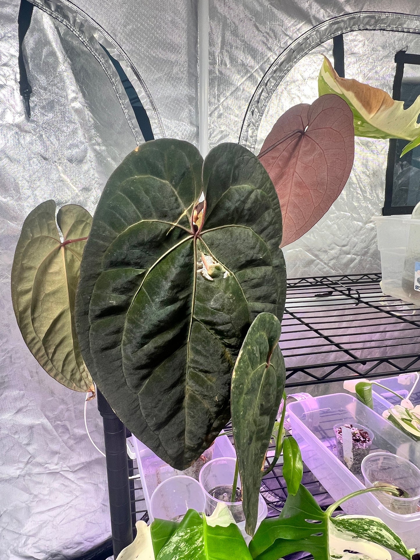 ANTHURIUM ACE OF SPADES node rooted with 1 activated bud. Free 1 golden flame cutting