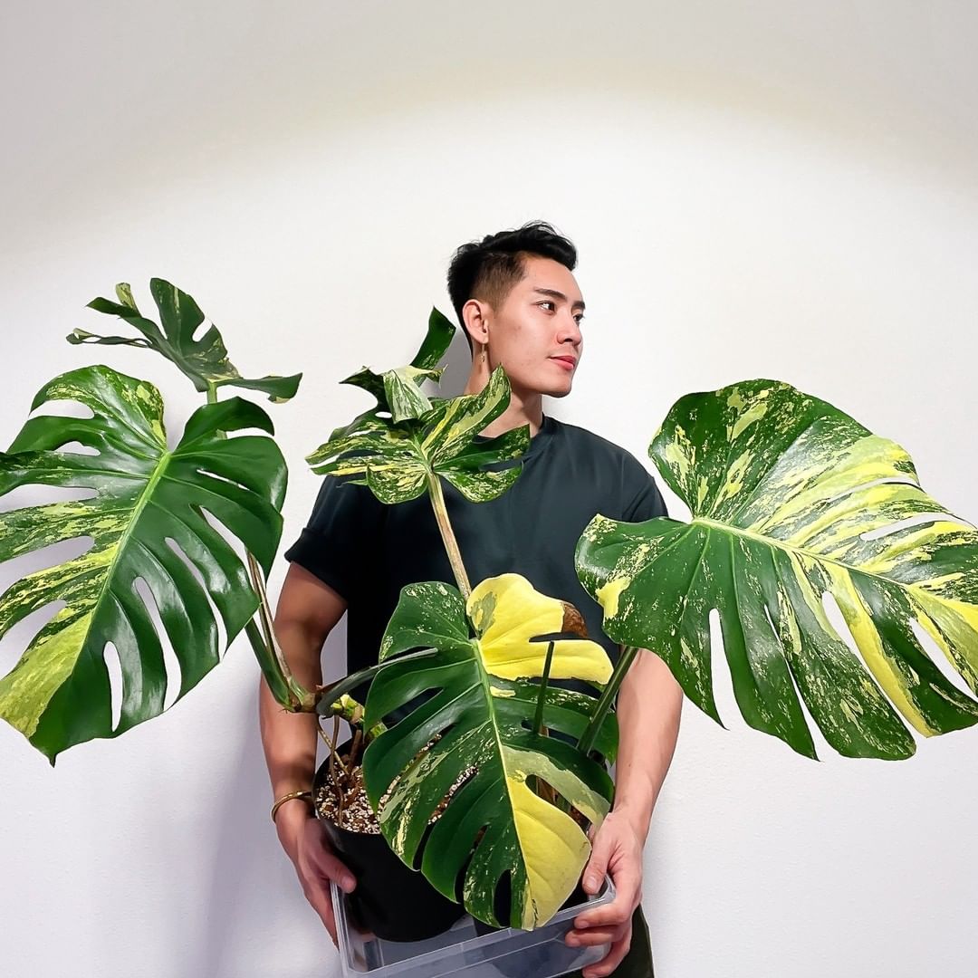 Monstera aurea variegata large form  Rooted Top Cutting