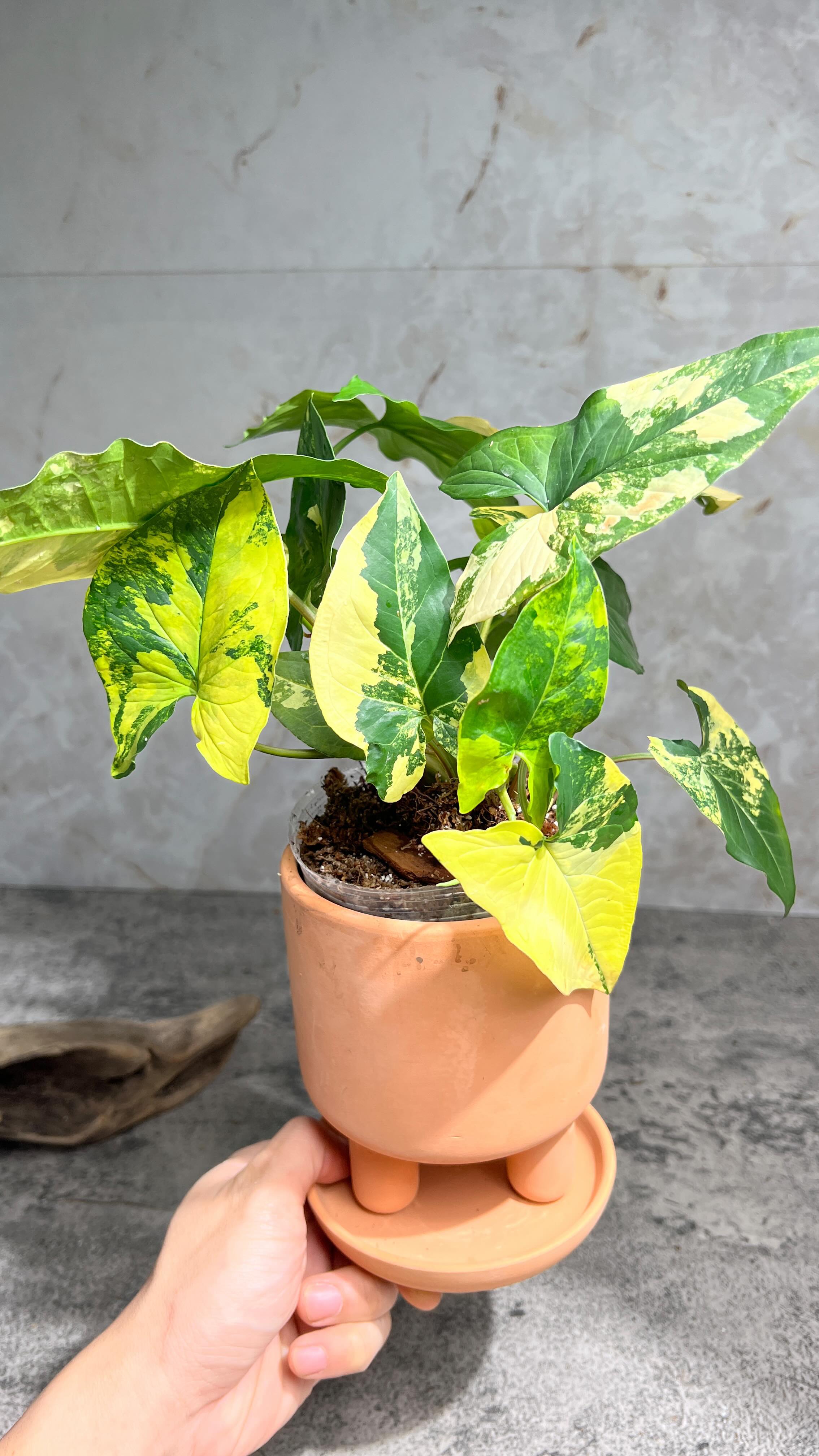 Syngonium Aurea Rooting 2 leaves 1 sprout Top Cutting