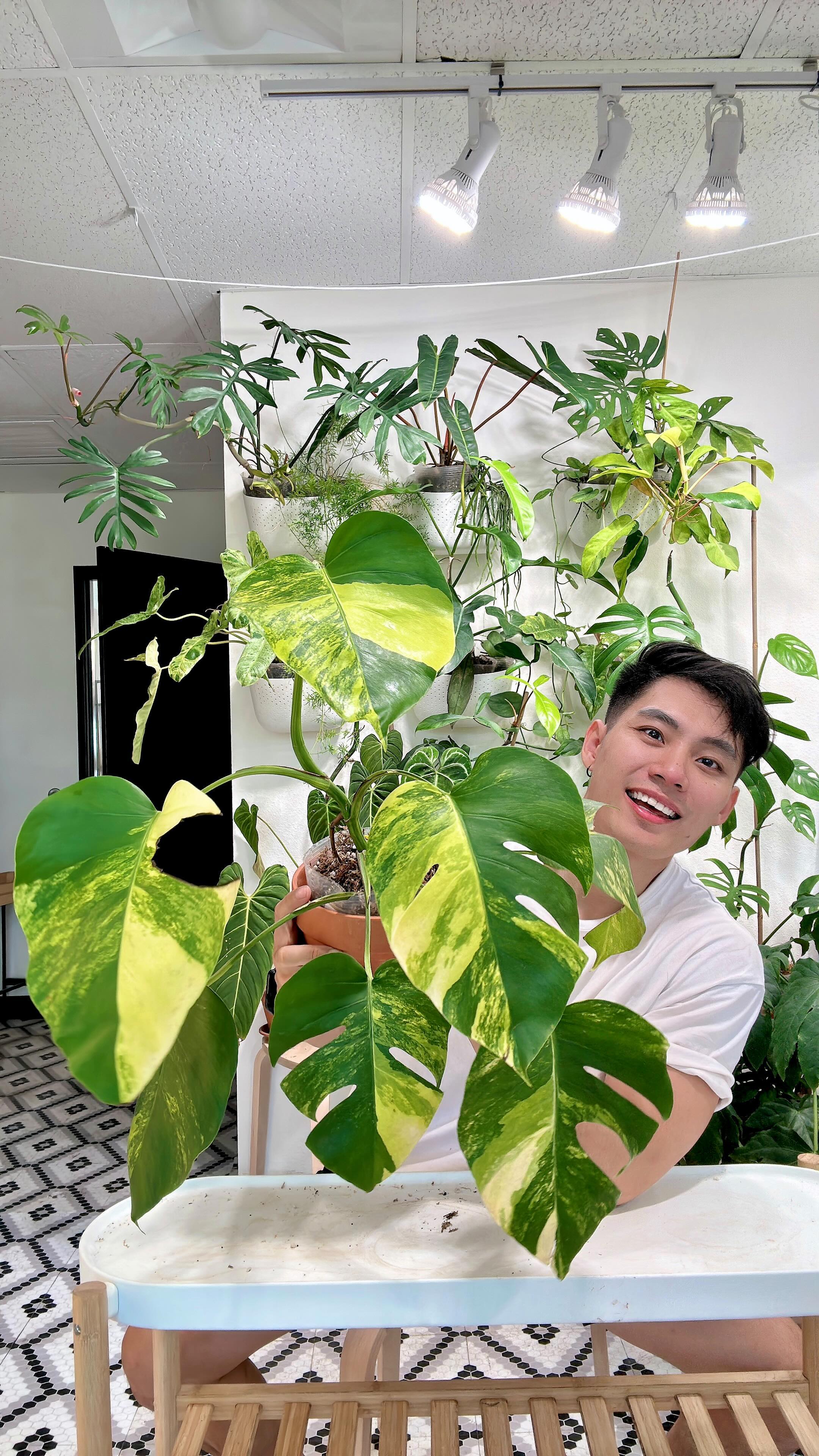 Monstera Aurea tricolor 1 leaf rooting in soil