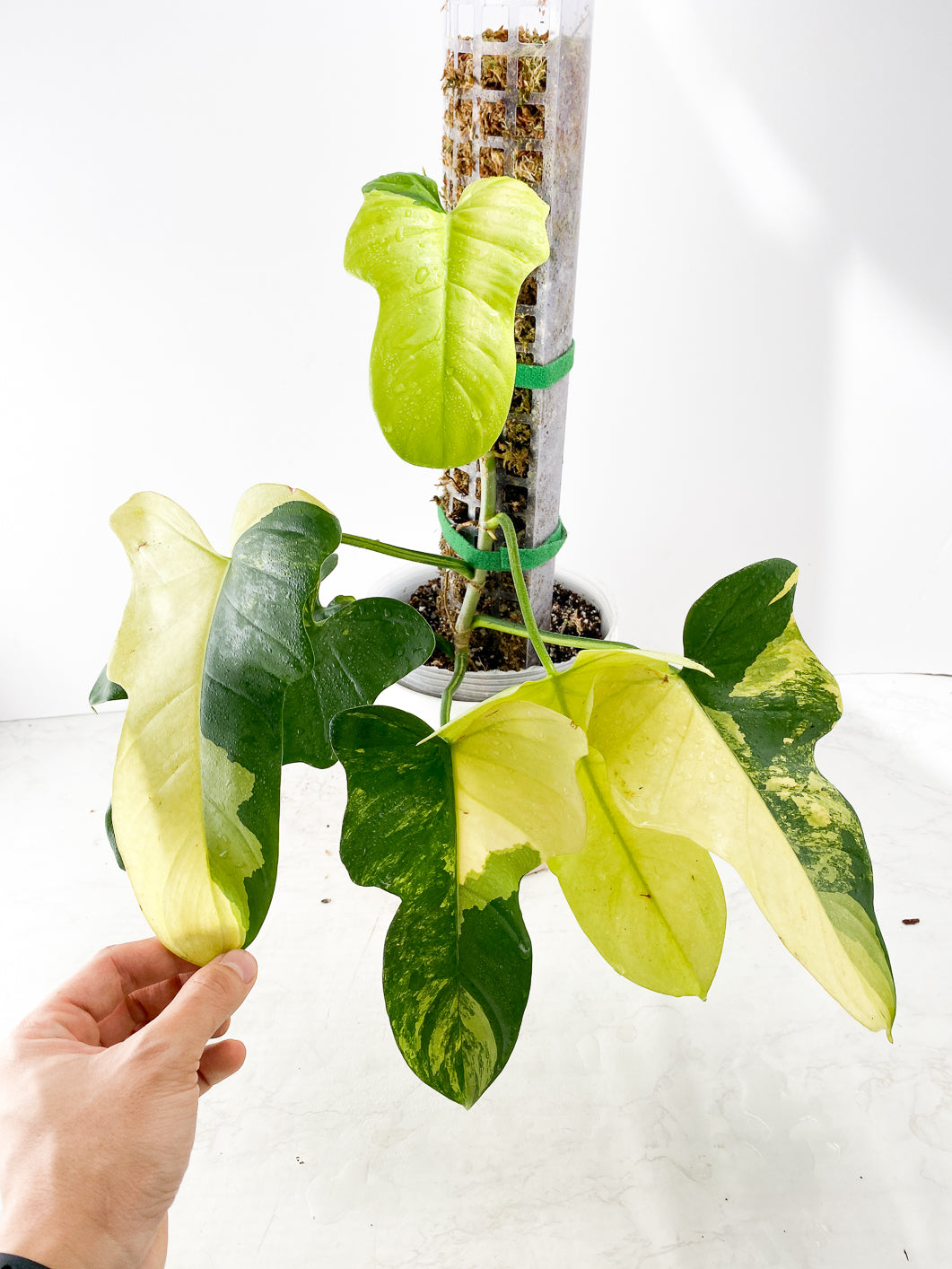 Grower choice: Philodendron  Bippenifolium Variegated leafless node 1 growing bud